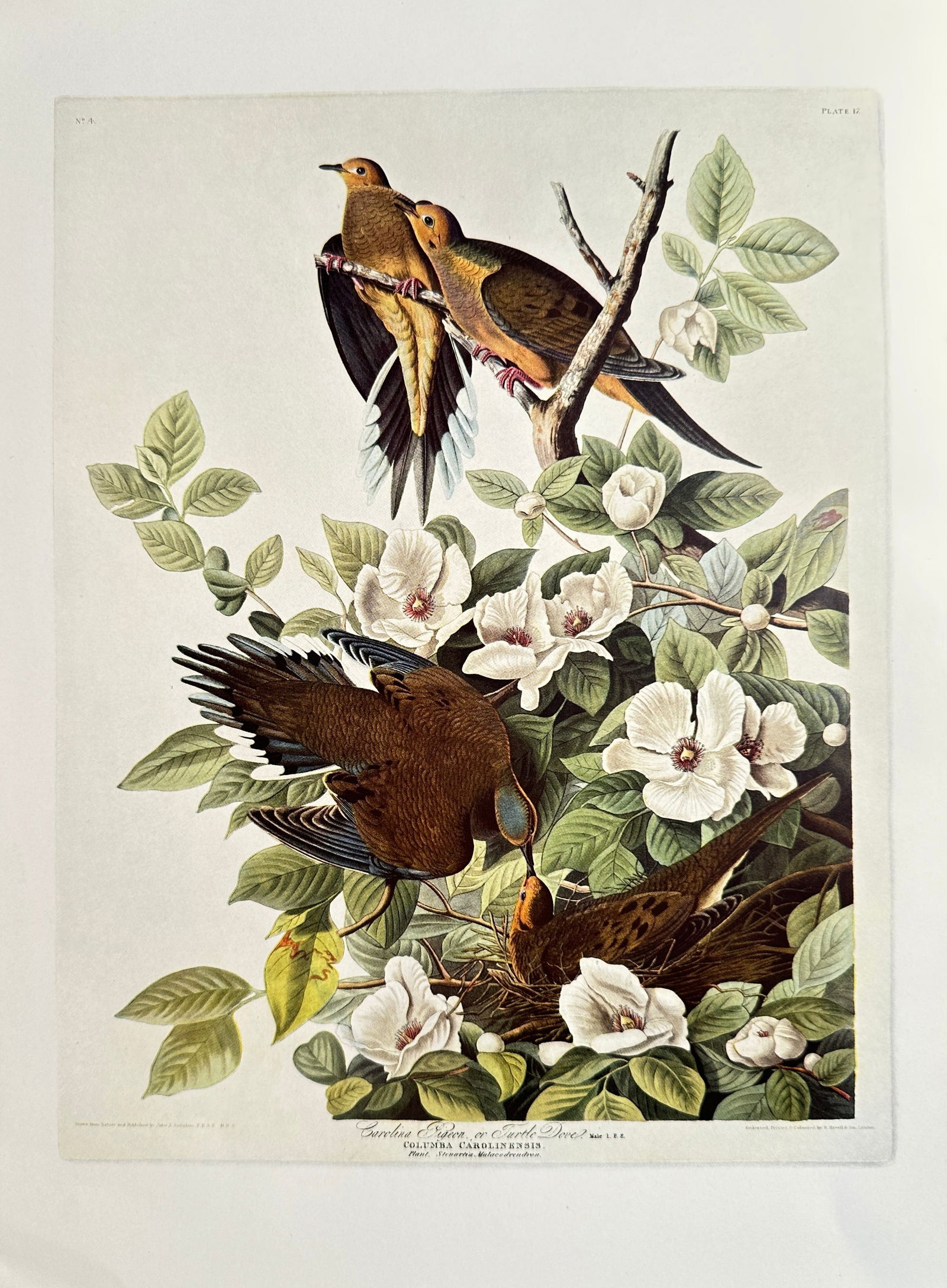 John James Audubon (1785–1851), after – The Carolina Pigeon (Mourning Doves) – Offset print (1 of 2)