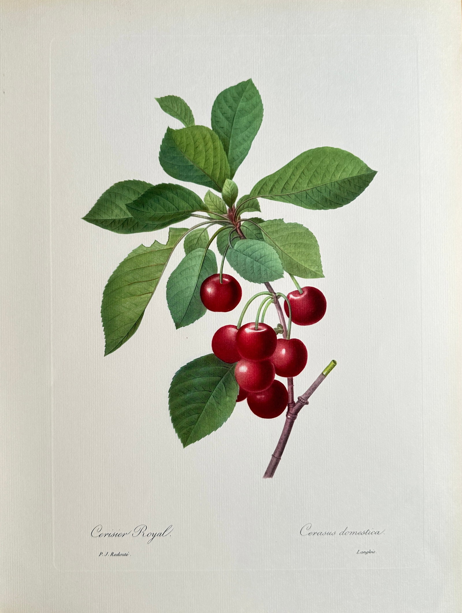 Pierre-Joseph Redouté (1759–1840), after – The Royal Cherry – Offset print (20th Century): This Offset print reproduces a classic botanical illustration by Pierre-Joseph Redouté, titled The Royal Cherry (Cerisier Royal or Cerasus domestica). The image meticulously renders a branch laden wi