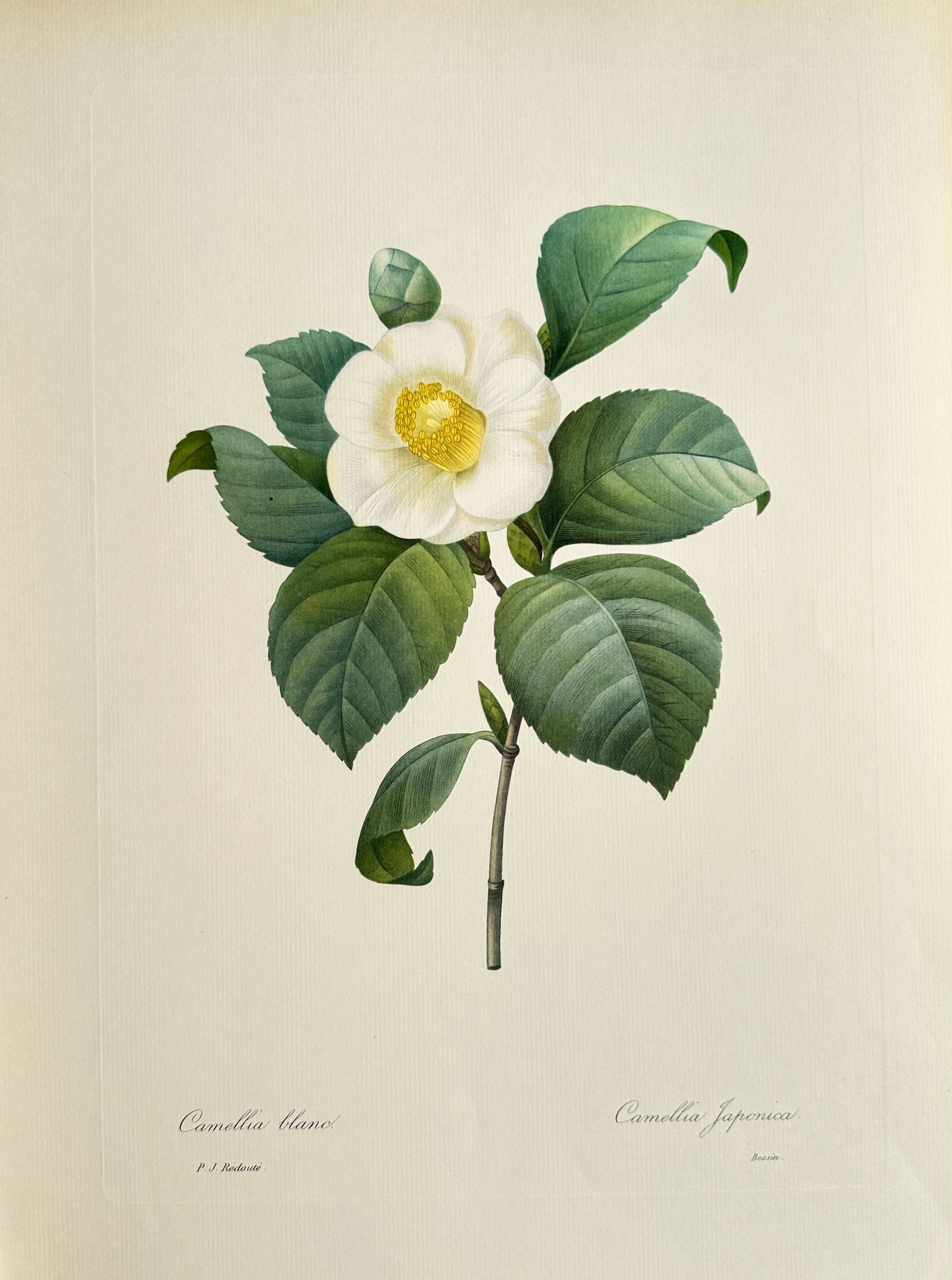 Pierre-Joseph Redouté (1759–1840), after – White Camellia – Offset print (20th Century) (1 of 2)