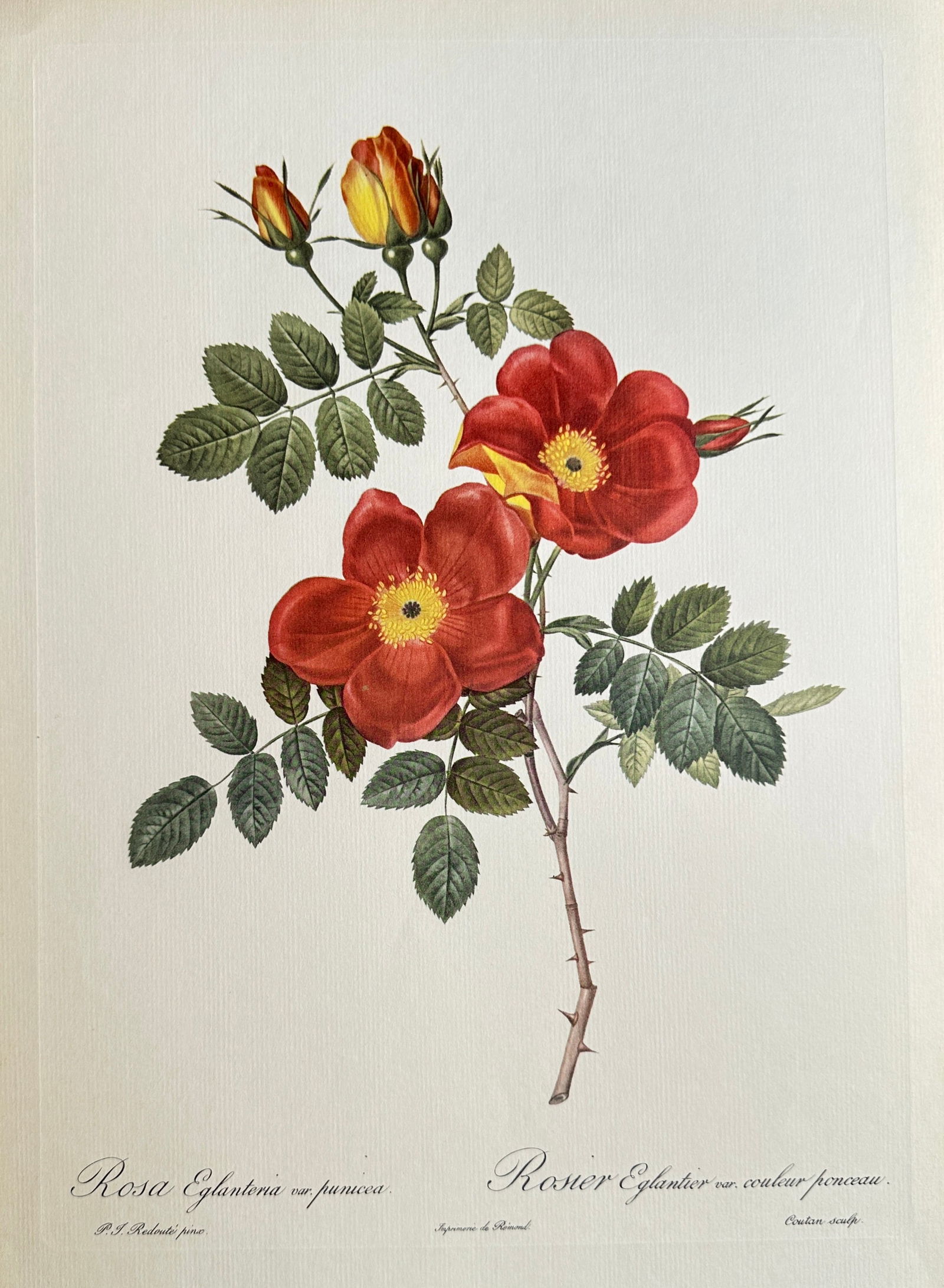 Pierre-Joseph Redouté (1759–1840), after – Pomegranate-Colored Eglantine Rose – Offset print (1 of 2)