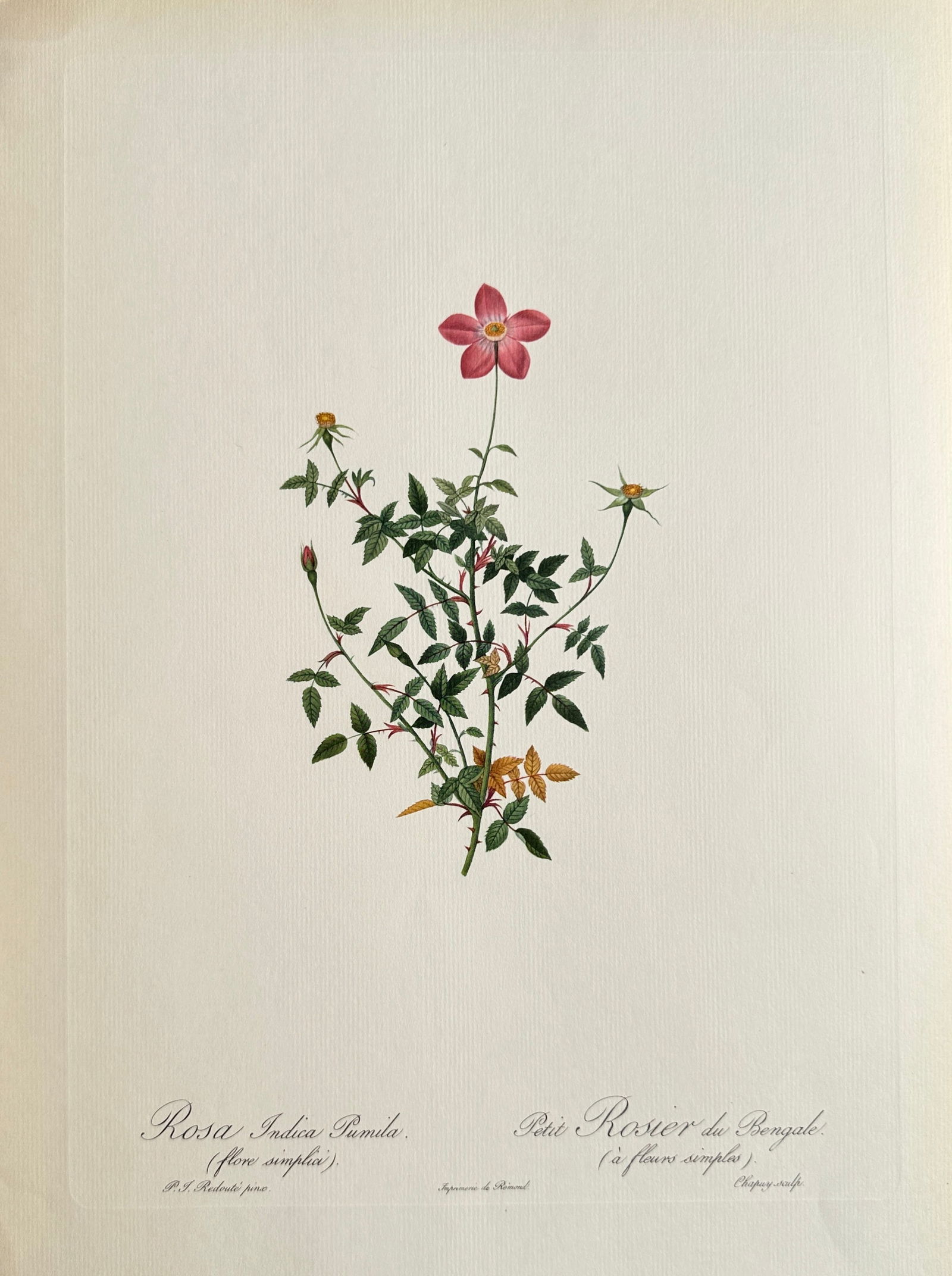 Pierre-Joseph Redouté (1759–1840), after – The Small Bengal Rose – Offset print (20th (1 of 2)