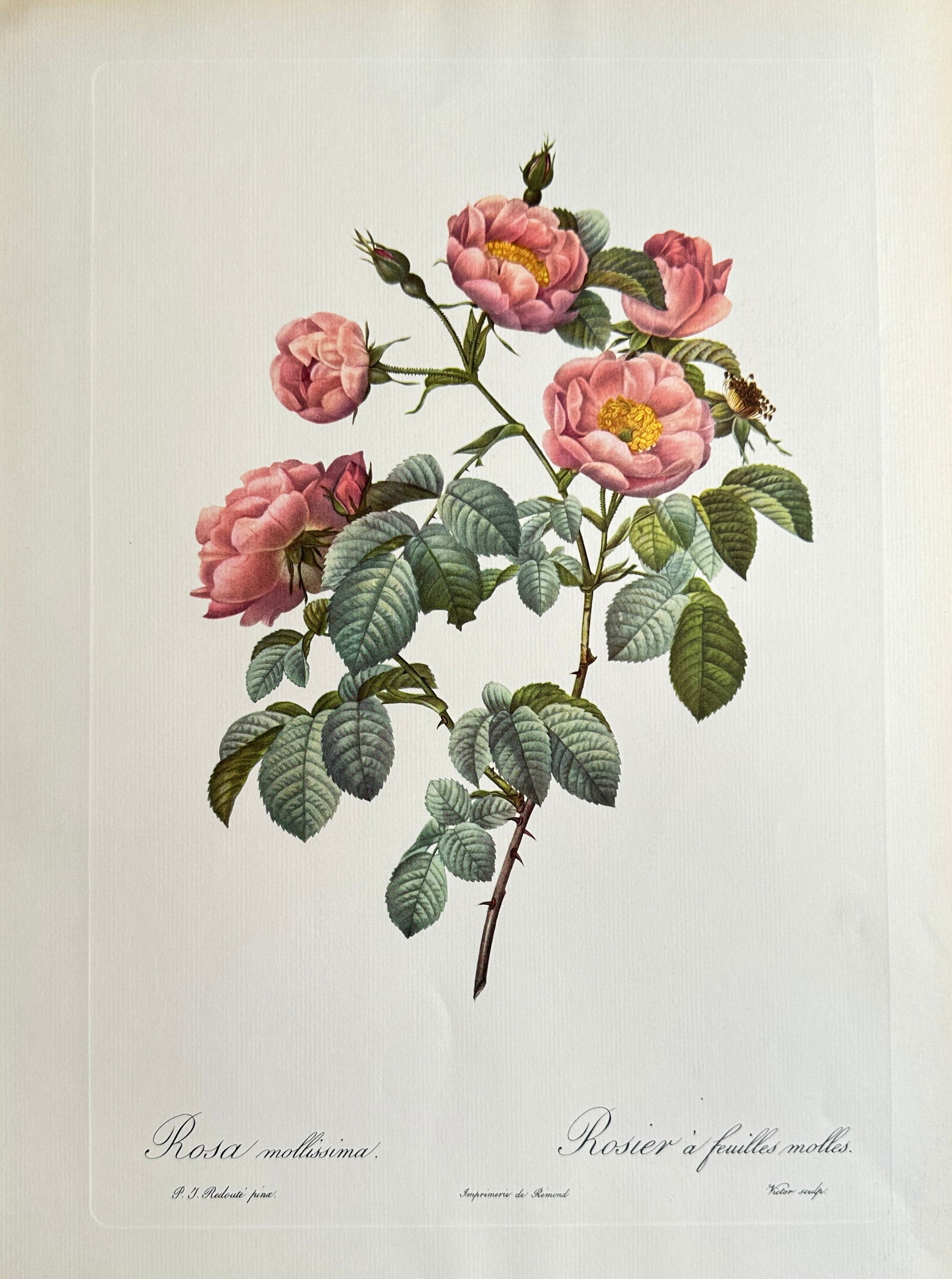 Pierre-Joseph Redouté (1759–1840), after – The Mollisima Rose – Offset print (20th Century) (1 of 2)