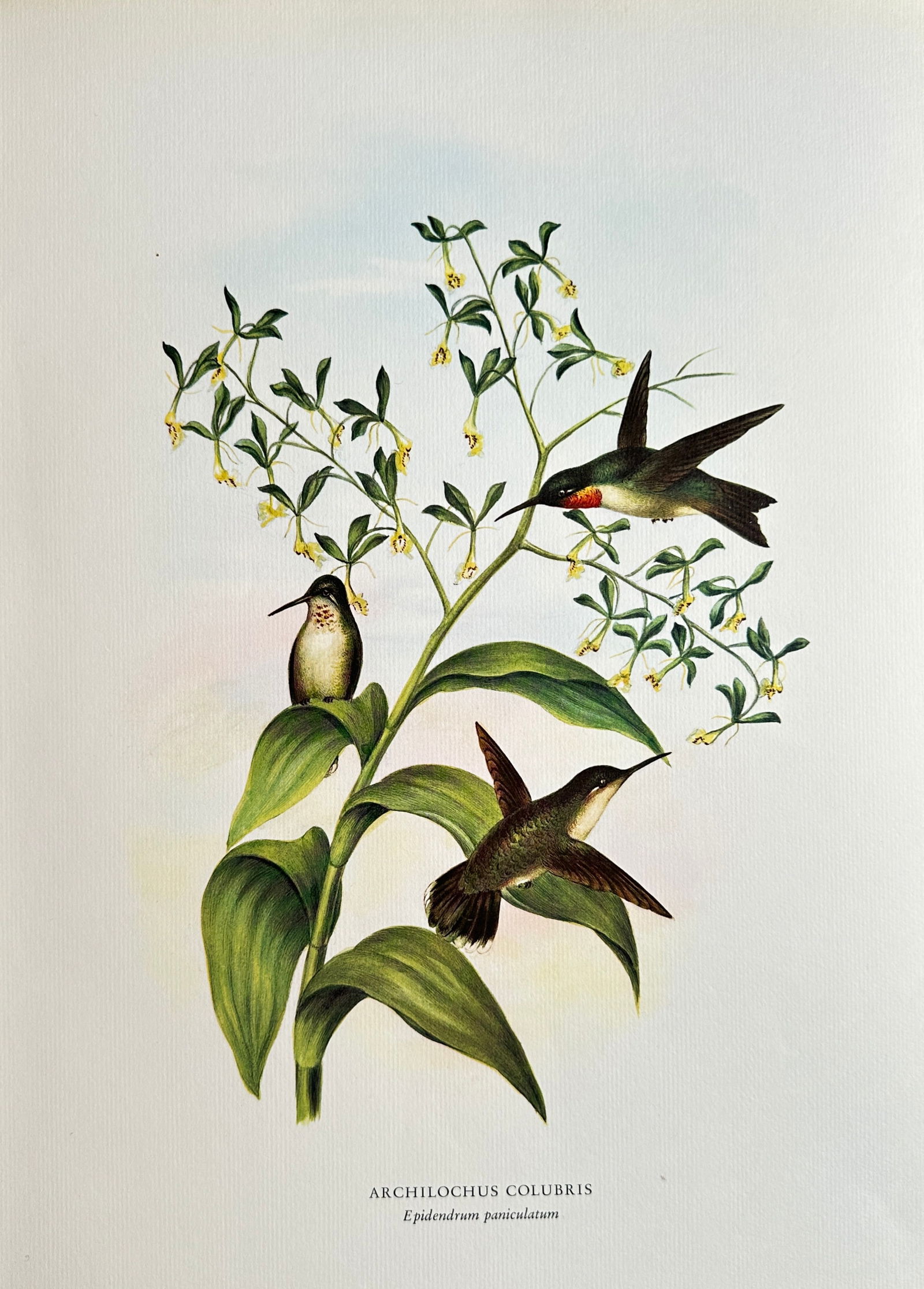 Rafael Montes de Oca (1830–1885), after – Ruby-throated Hummingbirds with Epidendrum Orchid (1 of 2)