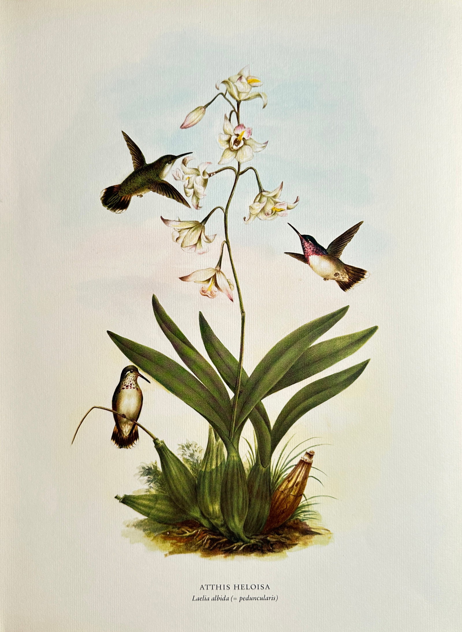 Rafael Montes de Oca (1830–1885), after – Wine-throated Hummingbirds with Laelia Orchid –: This Offset print reproduces a detailed natural history illustration featuring three Wine-throated Hummingbirds (Aithis heloisa) clustered around the large, pale flowers of the Laelia albida orchid. T