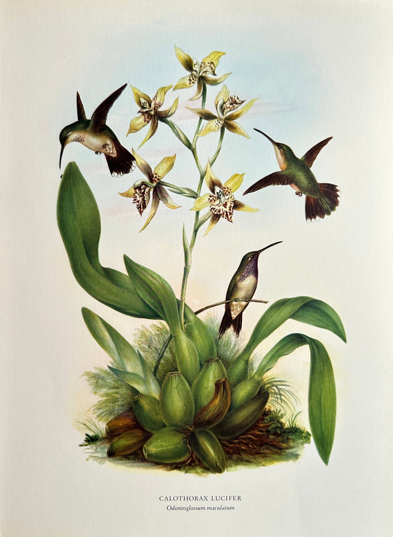 Rafael Montes de Oca (1830–1885), after – Lucifer Hummingbirds with Odontoglossum Orchid –: This Offset print reproduces a detailed natural history illustration featuring three Lucifer Hummingbirds (Calothorax lucifer) clustered around the pale yellow, spotted flowers of the Odontoglossum ma