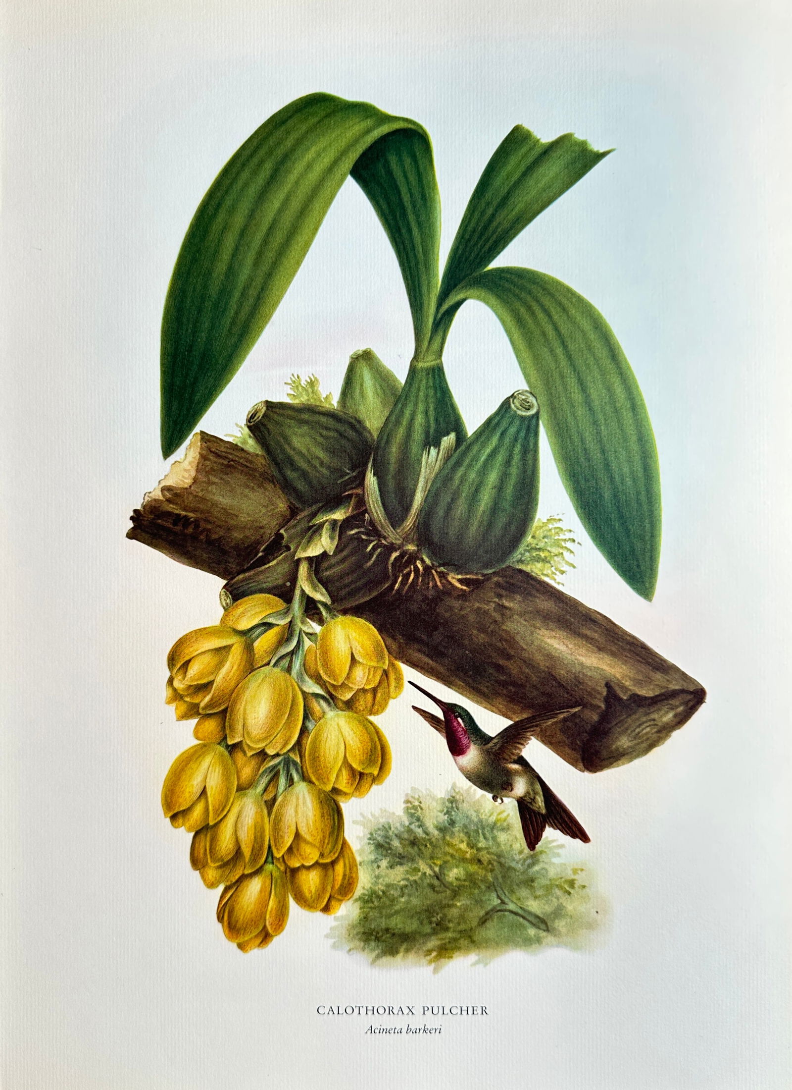 Rafael Montes de Oca (1830–1885), after – Beautiful Hummingbird with Acineta Orchid – Offset: This Offset print reproduces a detailed natural history illustration featuring a Beautiful Hummingbird (Calothorax pulcher) feeding from a cluster of hanging yellow flowers of the Acineta barkeri orch