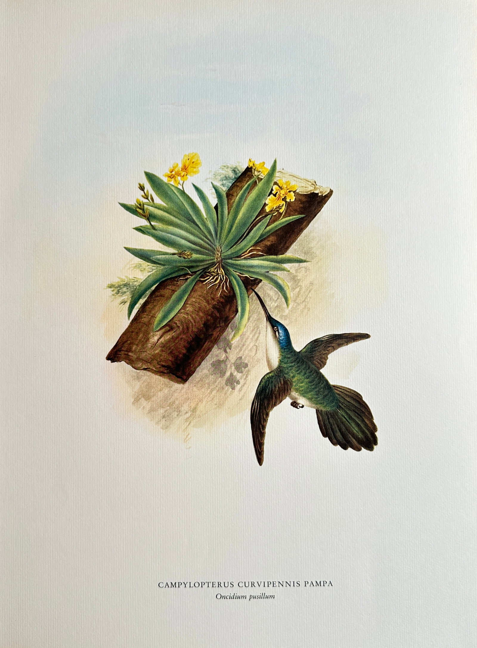 Rafael Montes de Oca (1830–1885), after – Curve-winged Sabrewing Hummingbird with Oncidium: This Offset print reproduces a detailed natural history illustration featuring a Curve-winged Sabrewing Hummingbird (Campylopterus curvipennis) feeding from the yellow flowers of an epiphytic Oncidium