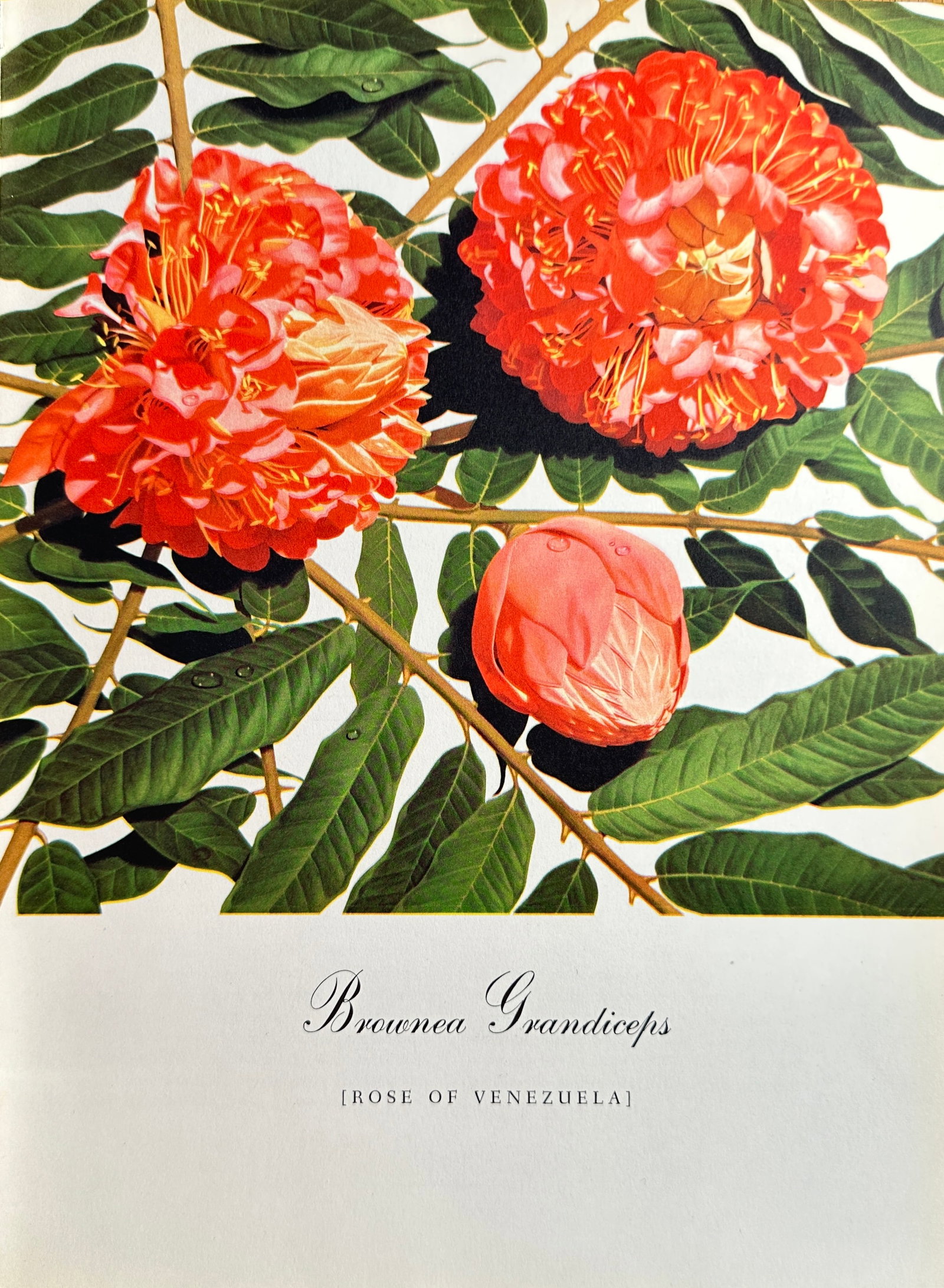 Bernard Pertchik (1900–1983), after – Rose of Venezuela – Offset print (20th Century): This Offset print reproduces a vivid botanical illustration titled Rose of Venezuela (Brownea Grandiceps). The image features two large, vibrant orange and red, frilly flowers clustered on a branch ag