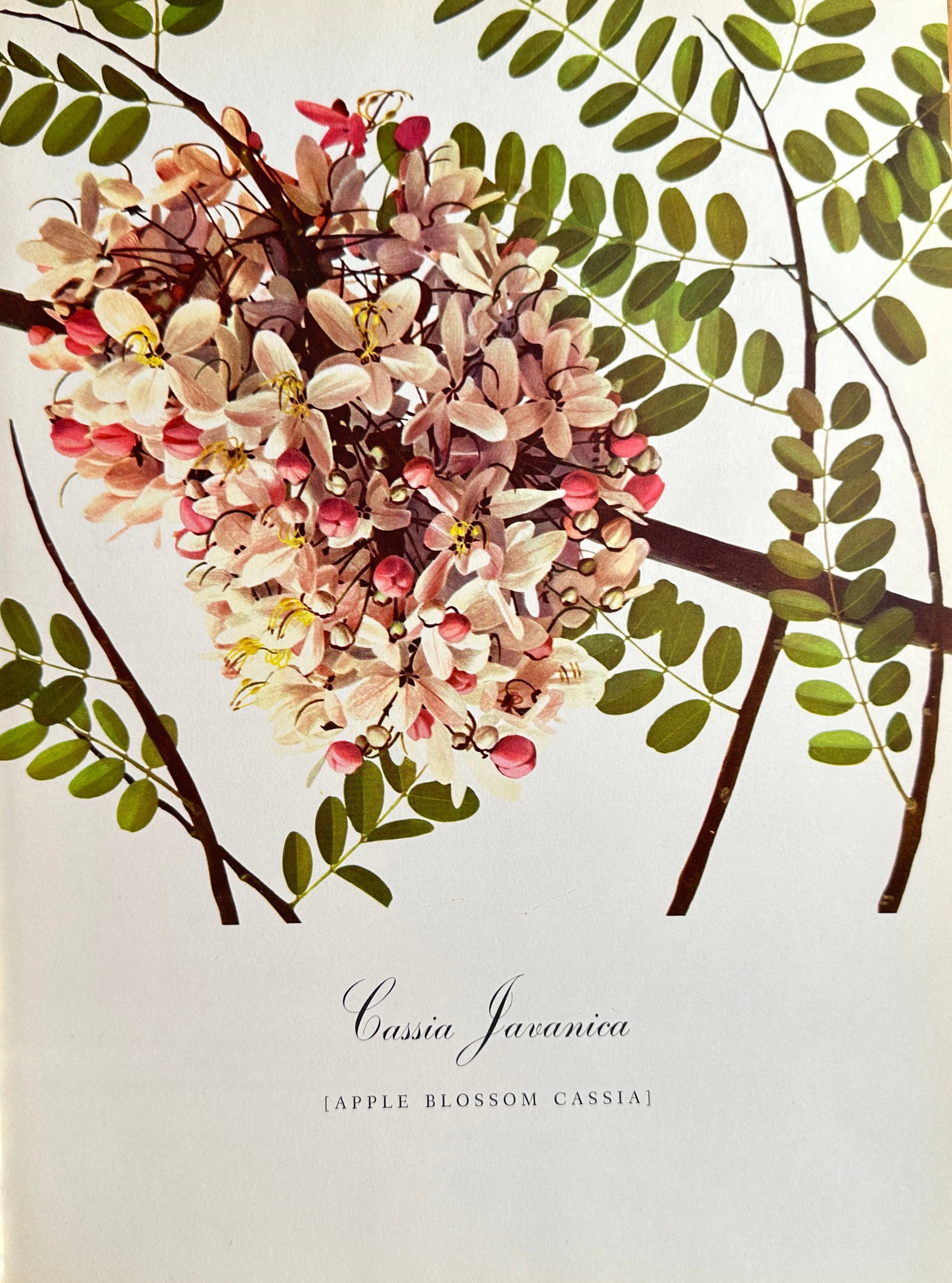 Bernard Pertchik (1900–1983), after – Apple Blossom Cassia – Offset print (20th Century): This Offset print reproduces a vivid botanical illustration titled Apple Blossom Cassia (Cassia Javanica). The image features a large, striking cluster of delicate pink and white blossoms against a ba