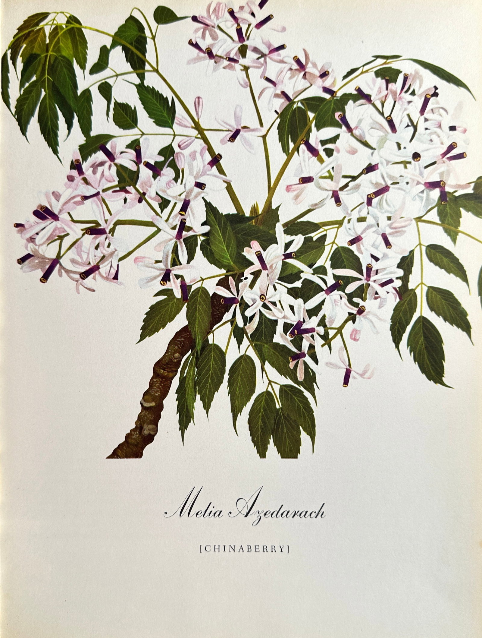 Bernard Pertchik (1900–1983), after – Chinaberry – Offset print (20th Century): This Offset print reproduces a vivid botanical illustration titled Chinaberry (Melia Azederach). The image features a cluster of delicate white and purple star-shaped flowers and bright green foliage 