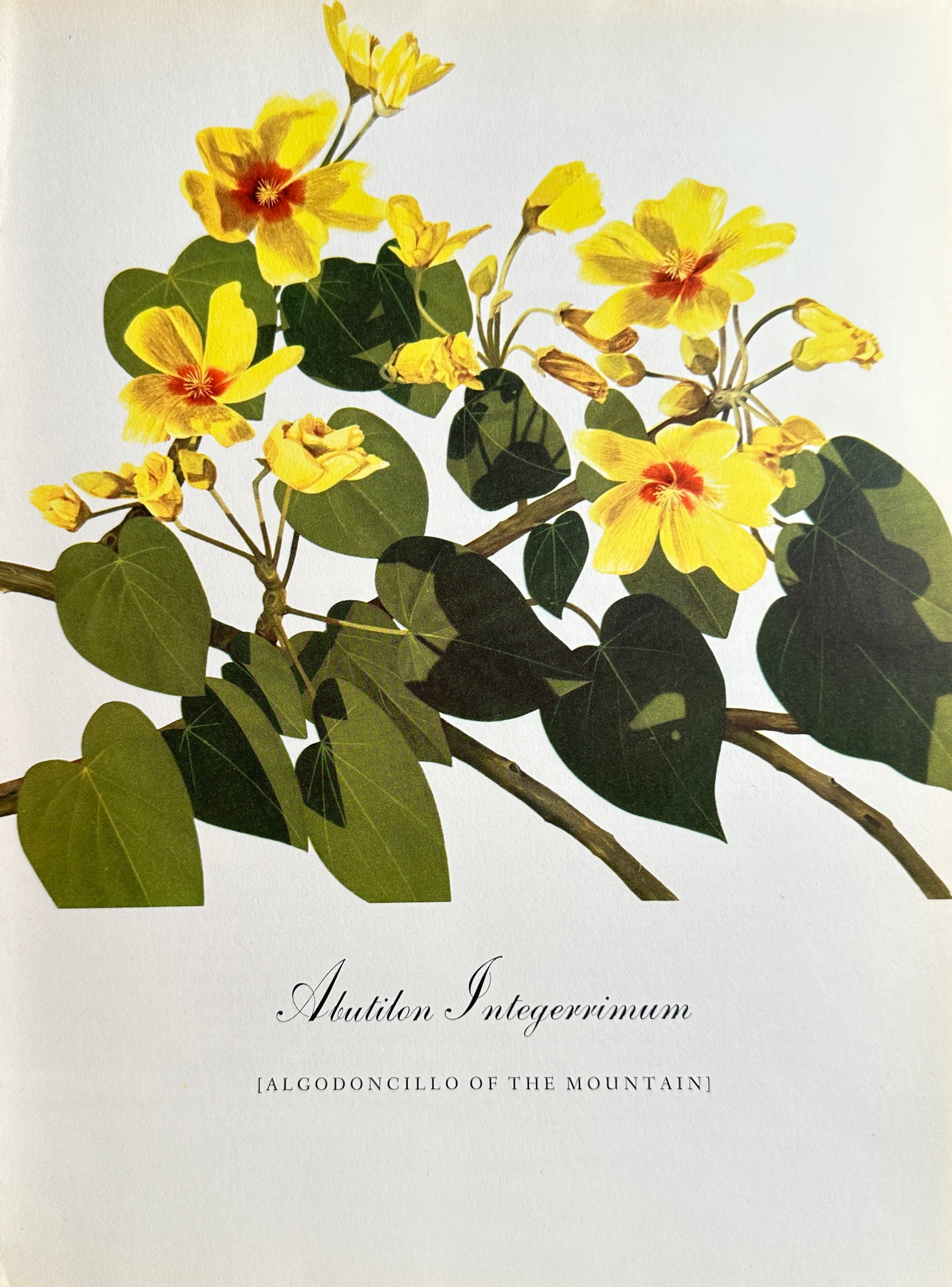 Bernard Pertchik (1900–1983), after – Algodoncillo of the Mountain – Offset print (20th: This Offset print reproduces a vivid botanical illustration titled Algodoncillo of the Mountain (Abutilon Integerrimum). The image features bright yellow, hibiscus-like flowers with striking red cente