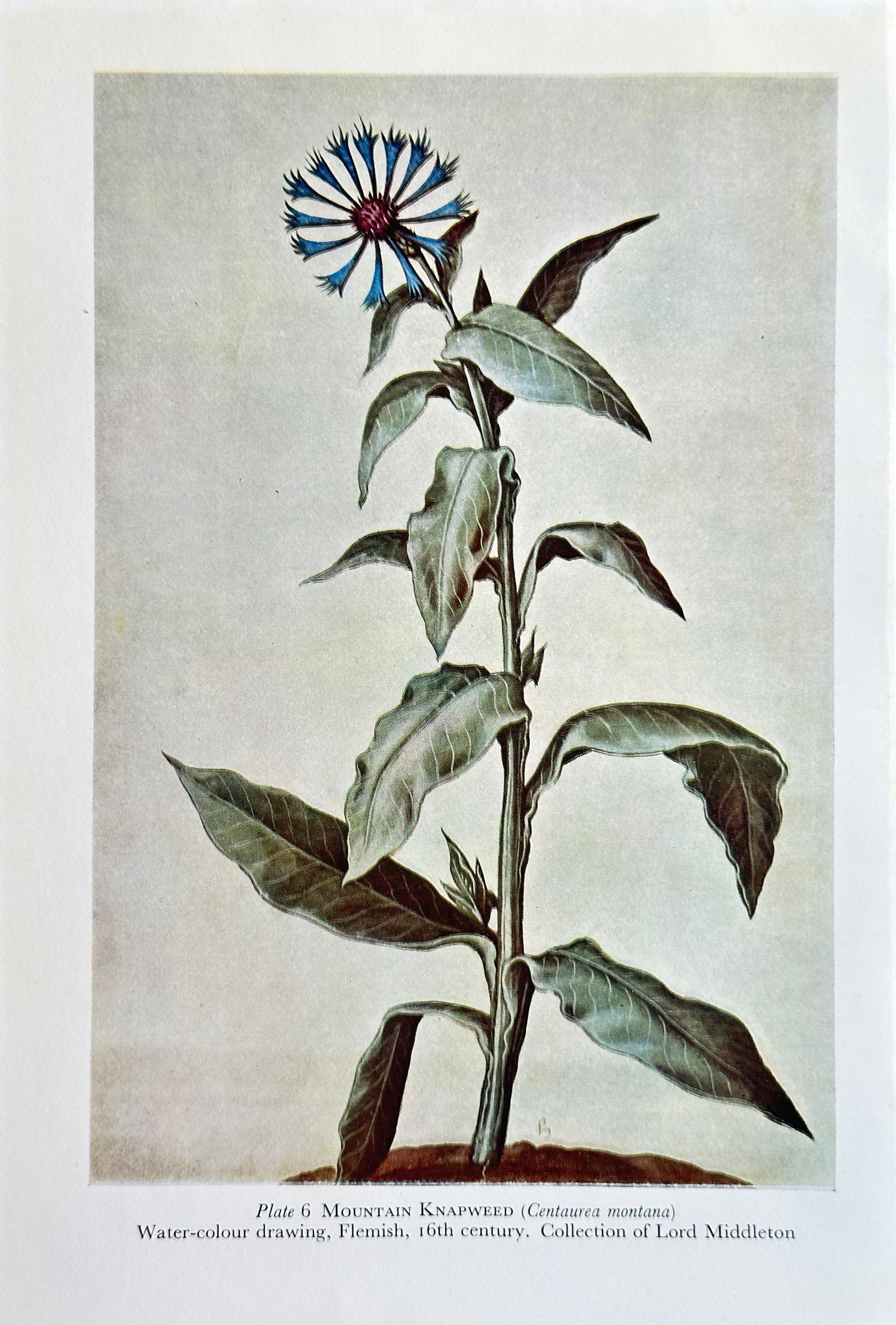 Elizabeth Blackwell (1707–1758), after – Mountain Knapweed – Offset print (20th Century) (1 of 3)
