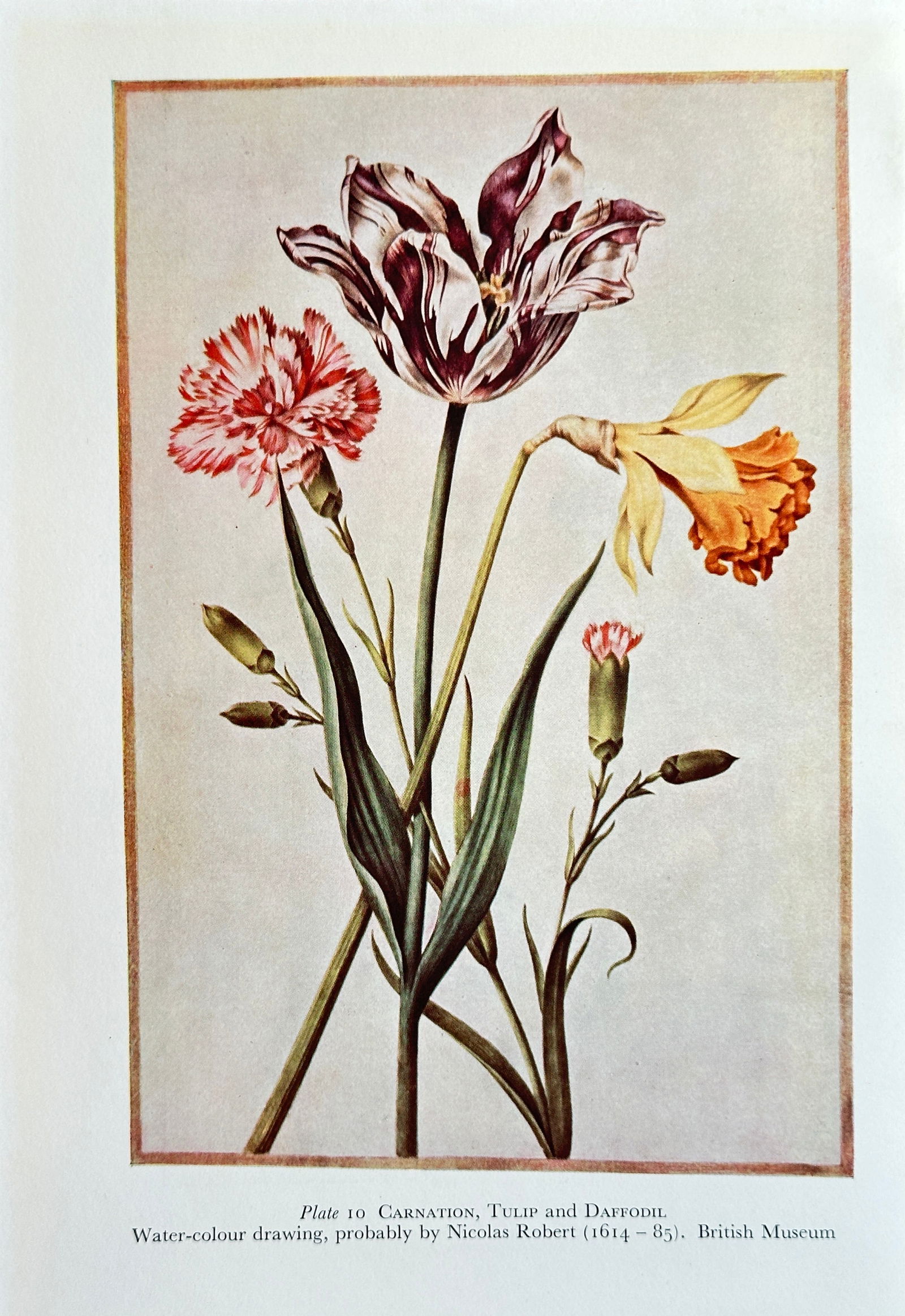 Nicolas Robert (1614–1685), after – Carnation, Tulip, and Daffodil – Offset print (20th (1 of 2)