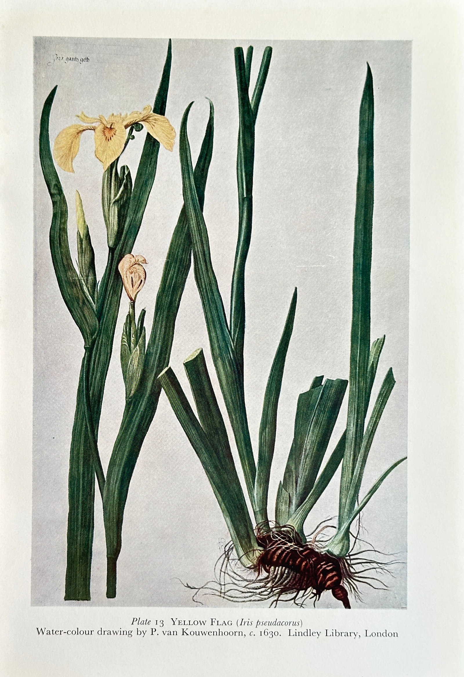 Pieter van Kouwenhoorn (1599–1654), after – Yellow Flag Iris – Offset print (20th Century): This Offset print reproduces a meticulously detailed botanical illustration titled Yellow Flag Iris (Iris pseudacorus). The image focuses on the plant's structural elements, including its large, sword