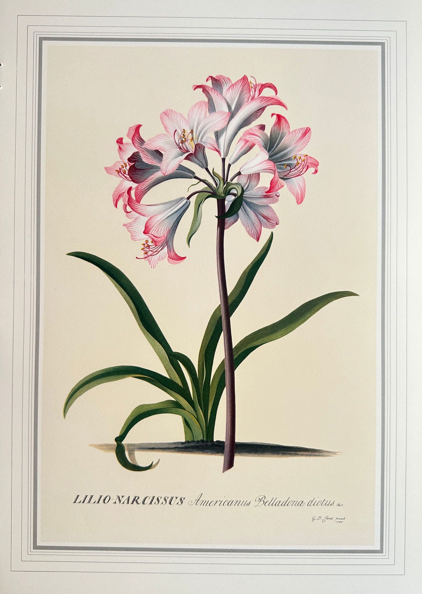 Georg Dionysius Ehret (1708–1778), after – American Belladonna Lily – Offset print (20th (1 of 2)