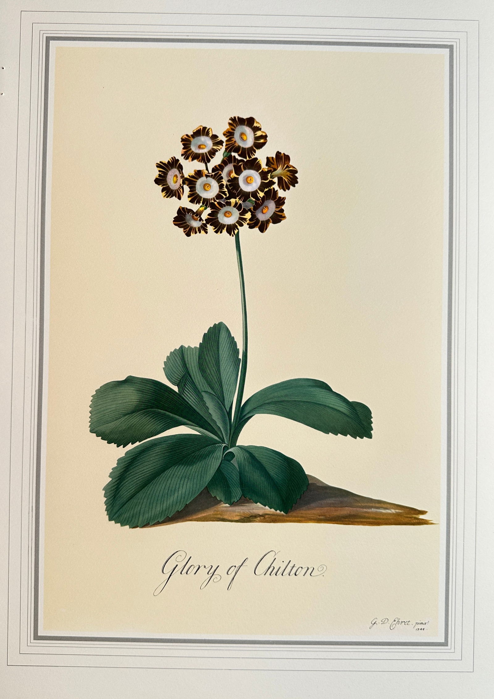 Georg Dionysius Ehret (1708–1778), after – Glory of Chilton – Offset print (20th Century) (1 of 2)