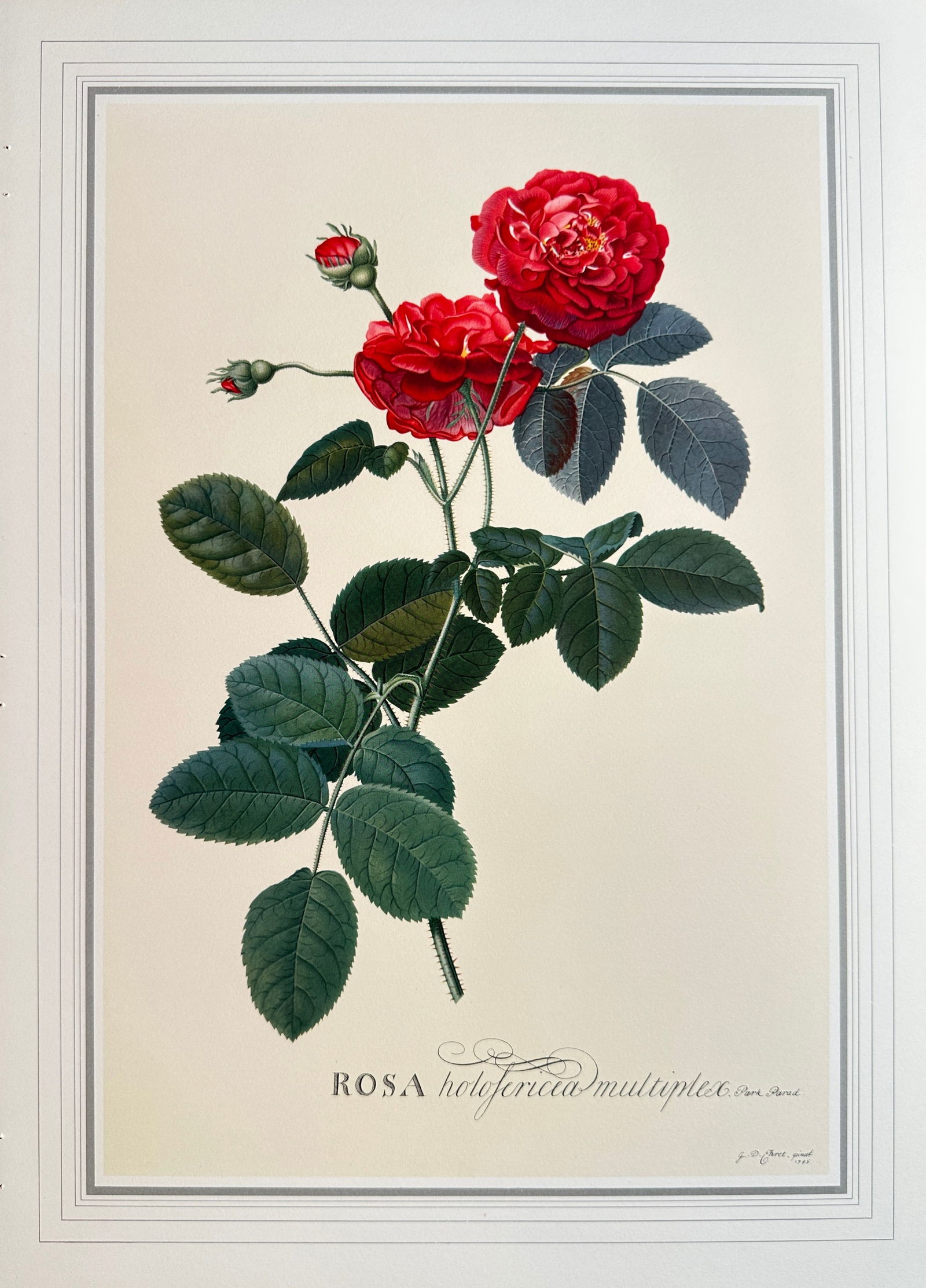 Georg Dionysius Ehret (1708–1778), after – Double-Flowered Velvet Rose – Offset print (20th (1 of 2)