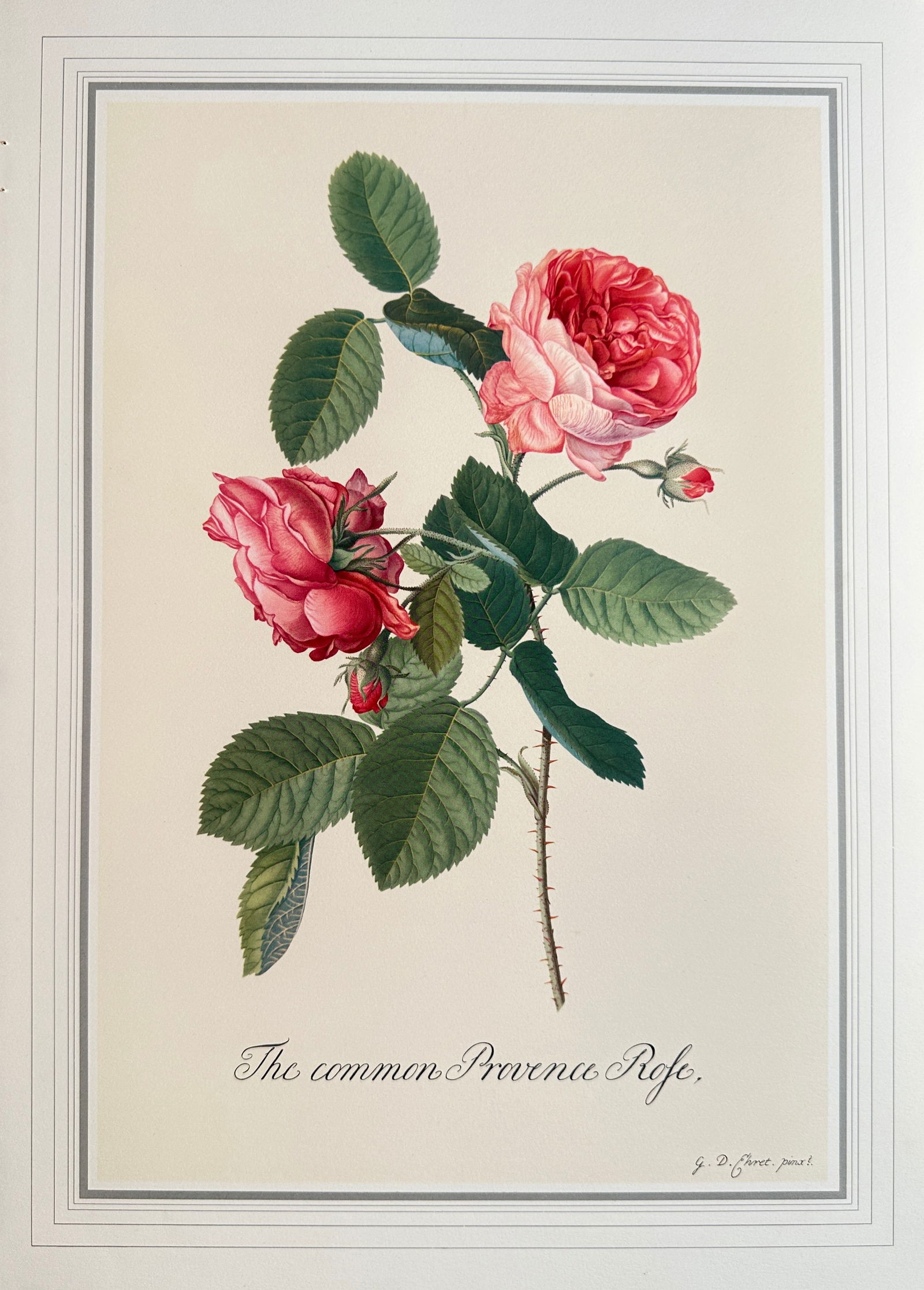 Georg Dionysius Ehret (1708–1778), after – The Common Provence Rose – Offset print (20th (1 of 2)