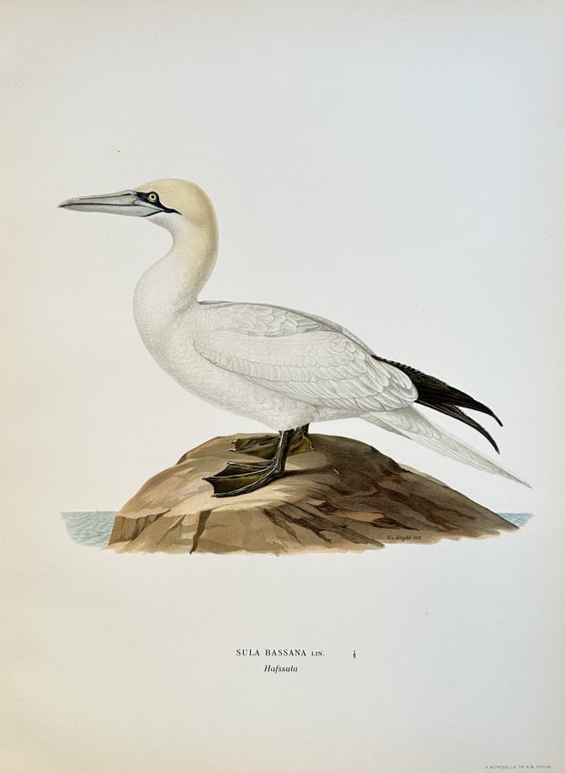 Wilhelm von Wright (1810–1887) – Northern Gannet – Chromolithograph (Circa 1850) (1 of 3)