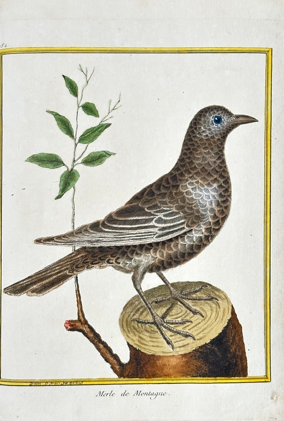 François-Nicolas Martinet – Mountain Thrush (Merle de Montagne) – Hand-Colored Engraving (1 of 3)