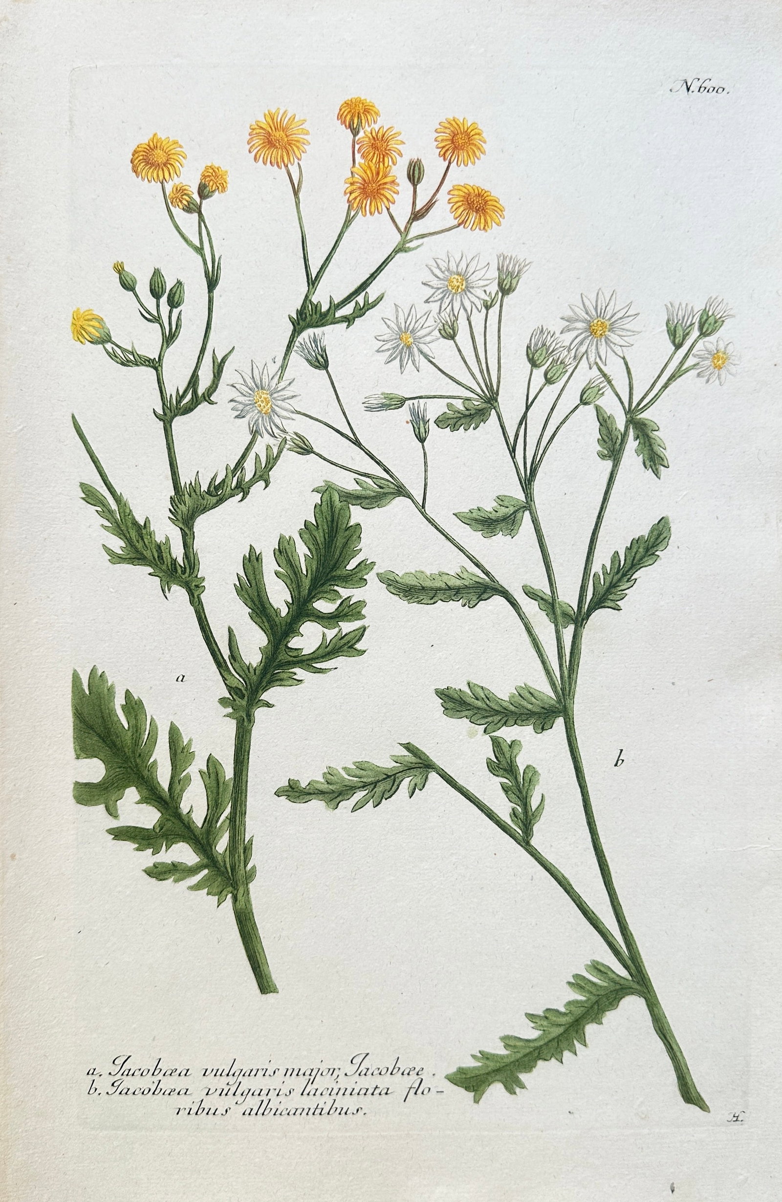 Johann Wilhelm Weinmann (1683–1741) – Various Species of Ragwort – Hand-coloured: This hand-coloured engraving illustrates two varieties of Ragwort (Jacobea vulgaris or Senecio species). The print features two specimens with deeply lobed leaves, one displaying yellow flowers (Commo