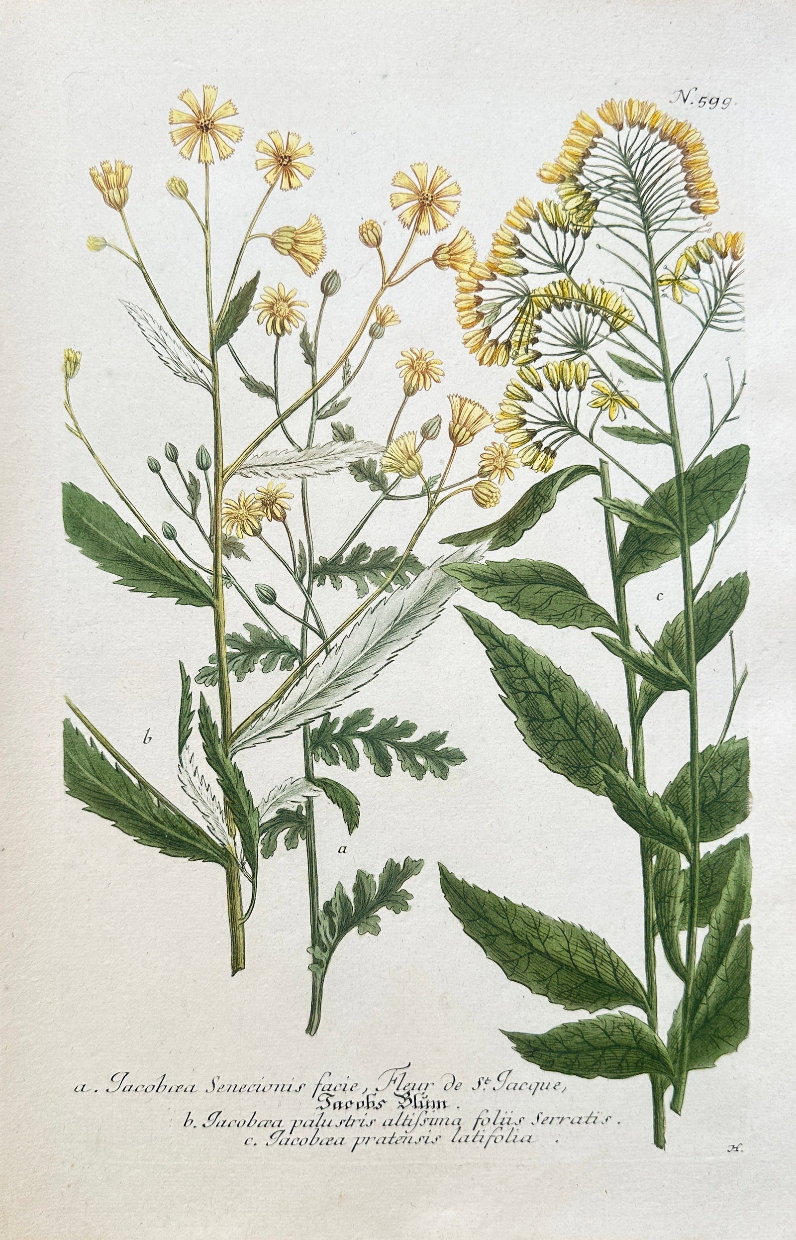 Johann Wilhelm Weinmann (1683–1741) – Set of Groundsel and Ragwort Species (1 of 2)