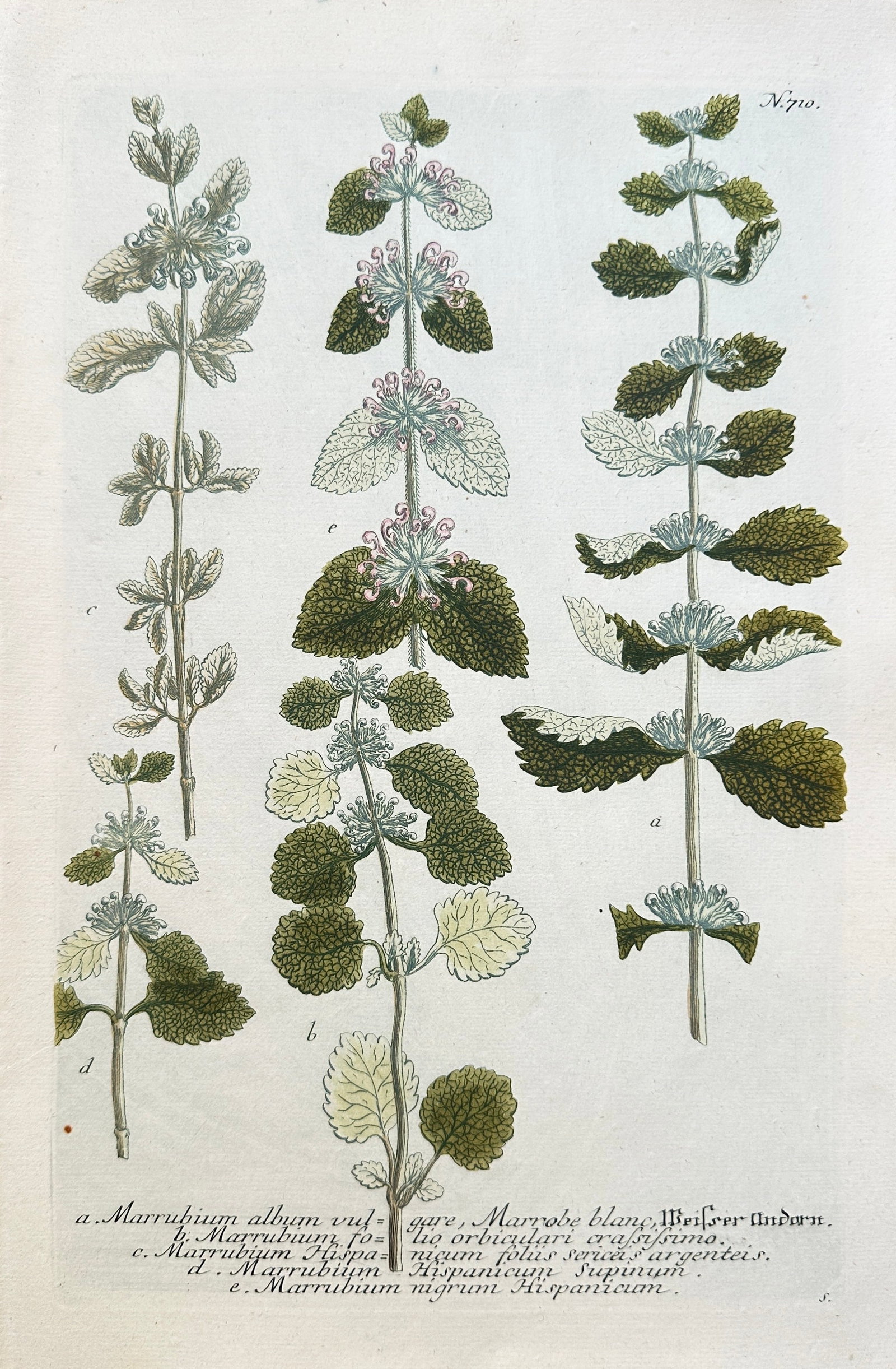 Johann Wilhelm Weinmann (1683–1741) – Various Species of Horehound and Marrubium: This hand-coloured engraving is a detailed botanical plate illustrating several varieties of the Horehound (Marrubium) genus. The print features three vertical specimens, differentiated by their leaf 