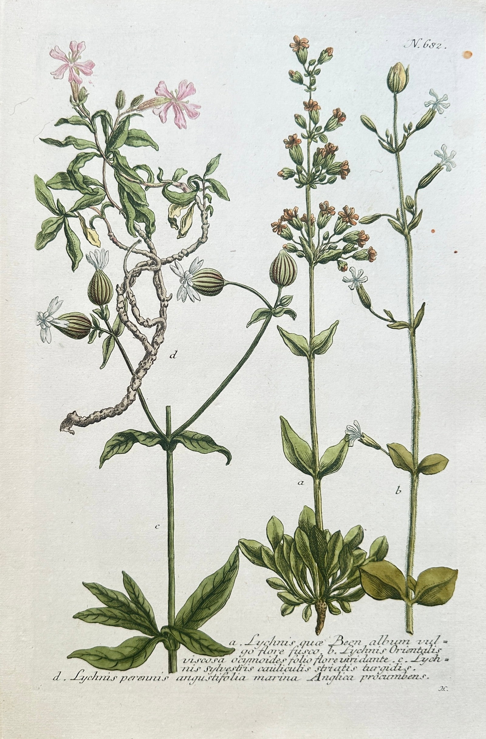 Johann Wilhelm Weinmann (1683–1741) – Various Species of Campion and Lychnis: This hand-coloured engraving is a detailed botanical plate illustrating several varieties of the Campion (Lychnis or Silene) genus. The print features four different specimens, including plants with w