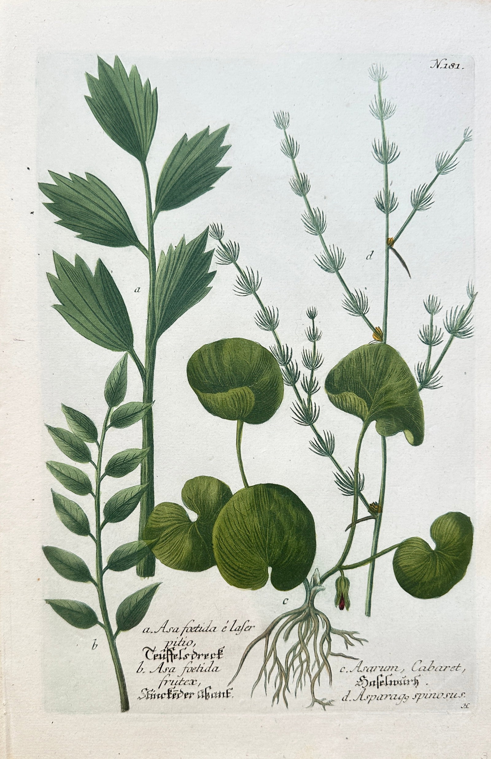 Johann Wilhelm Weinmann (1683–1741) – Various Species including Asafoetida, Wild Ginger: This hand-coloured engraving is a detailed botanical plate illustrating four distinct plant species on a single sheet. The print features two varieties of Asafoetida (Asa foetida), known for its punge