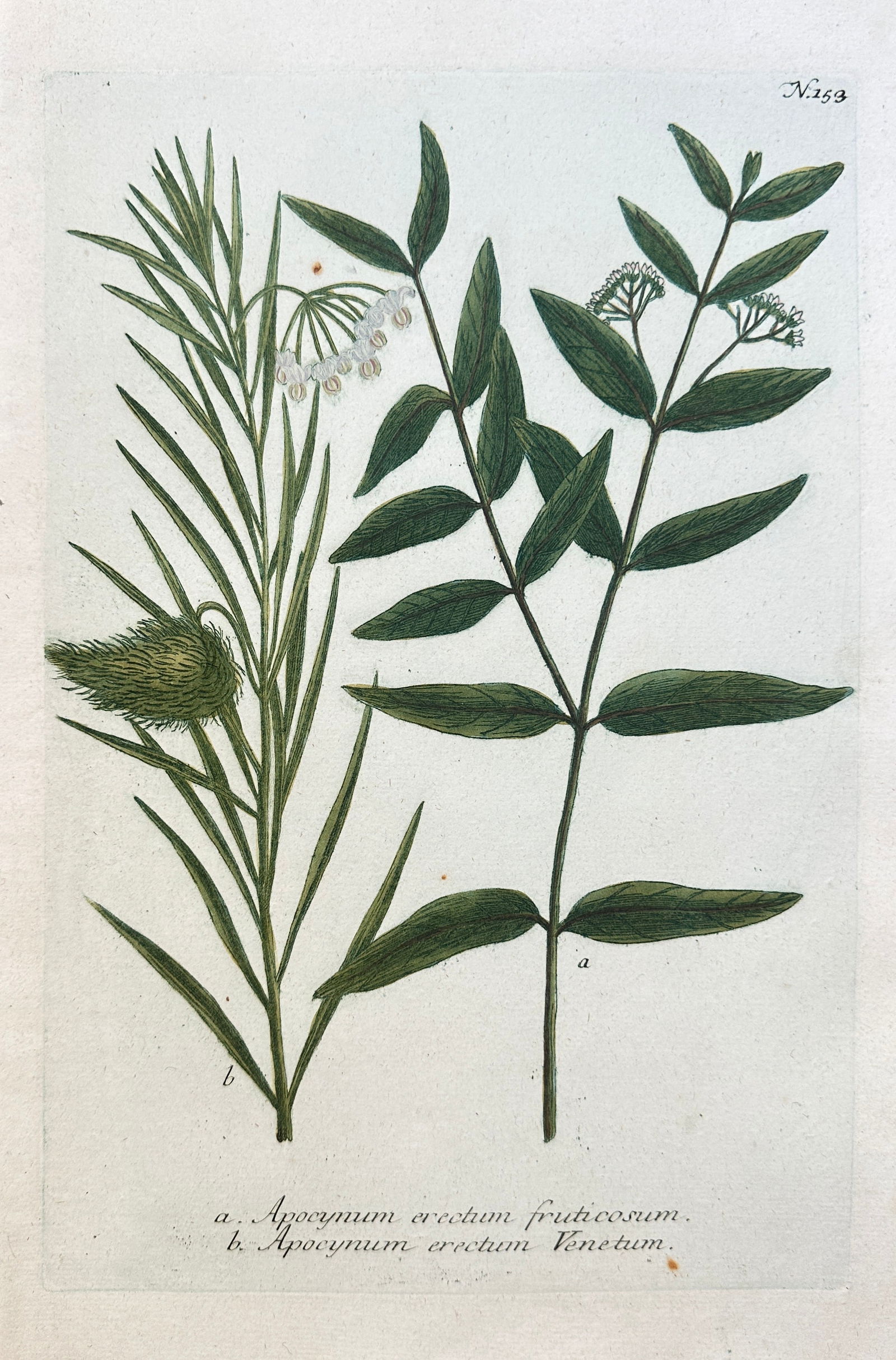Johann Wilhelm Weinmann (1683–1741) – Various Species of Dogbane (Apocynum): This hand-coloured engraving is a detailed botanical plate illustrating two varieties of Dogbane (Apocynum erectum). Specimen (a) features broad, lance-shaped leaves and clusters of small white flower