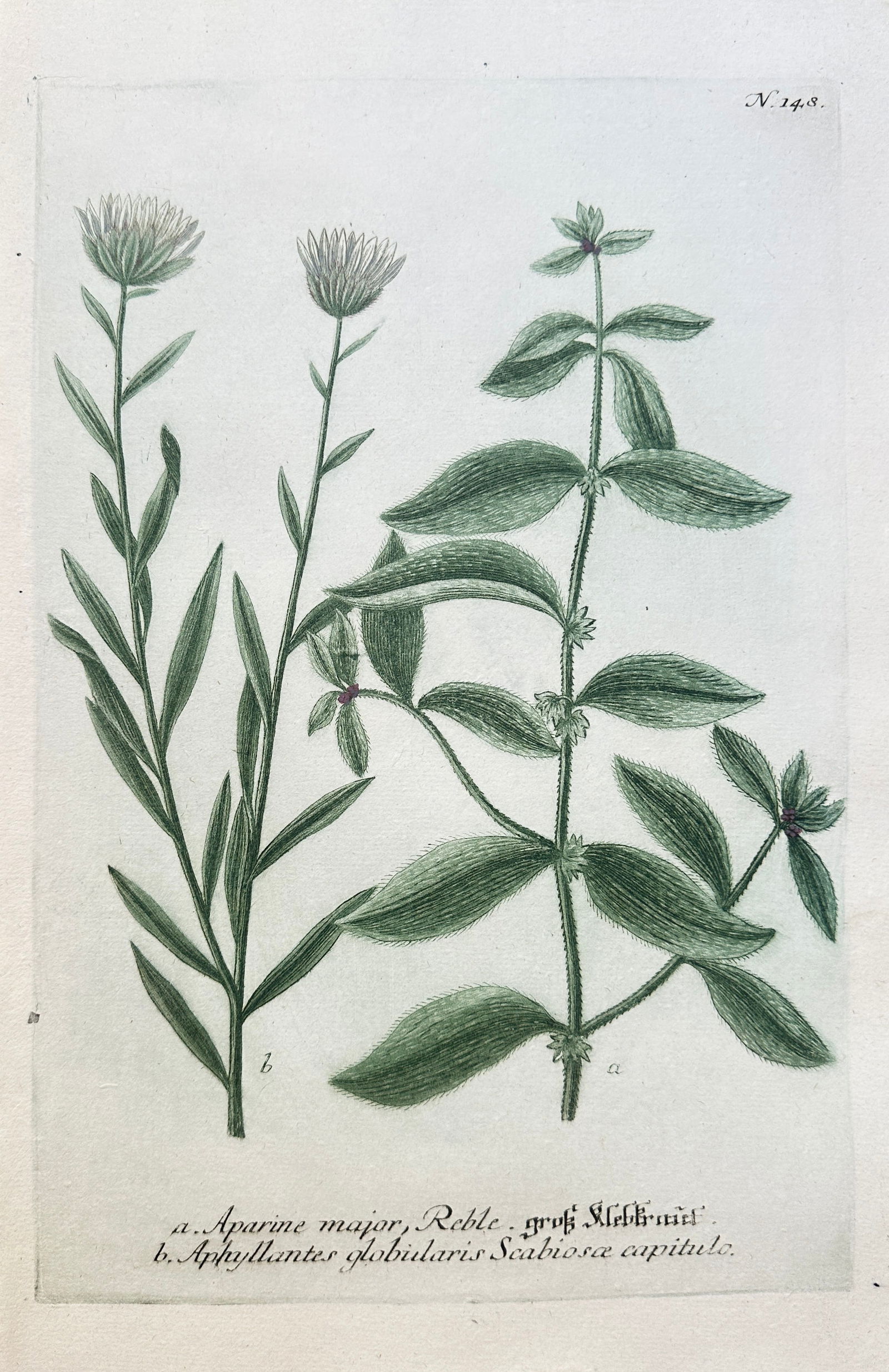 Johann Wilhelm Weinmann (1683–1741) – Various Species of Bedstraw and Globularia: This hand-coloured engraving is a detailed botanical plate illustrating two different plant species. Specimen (a) is identified as a type of Bedstraw or Cleavers (Aparine major), characterized by its