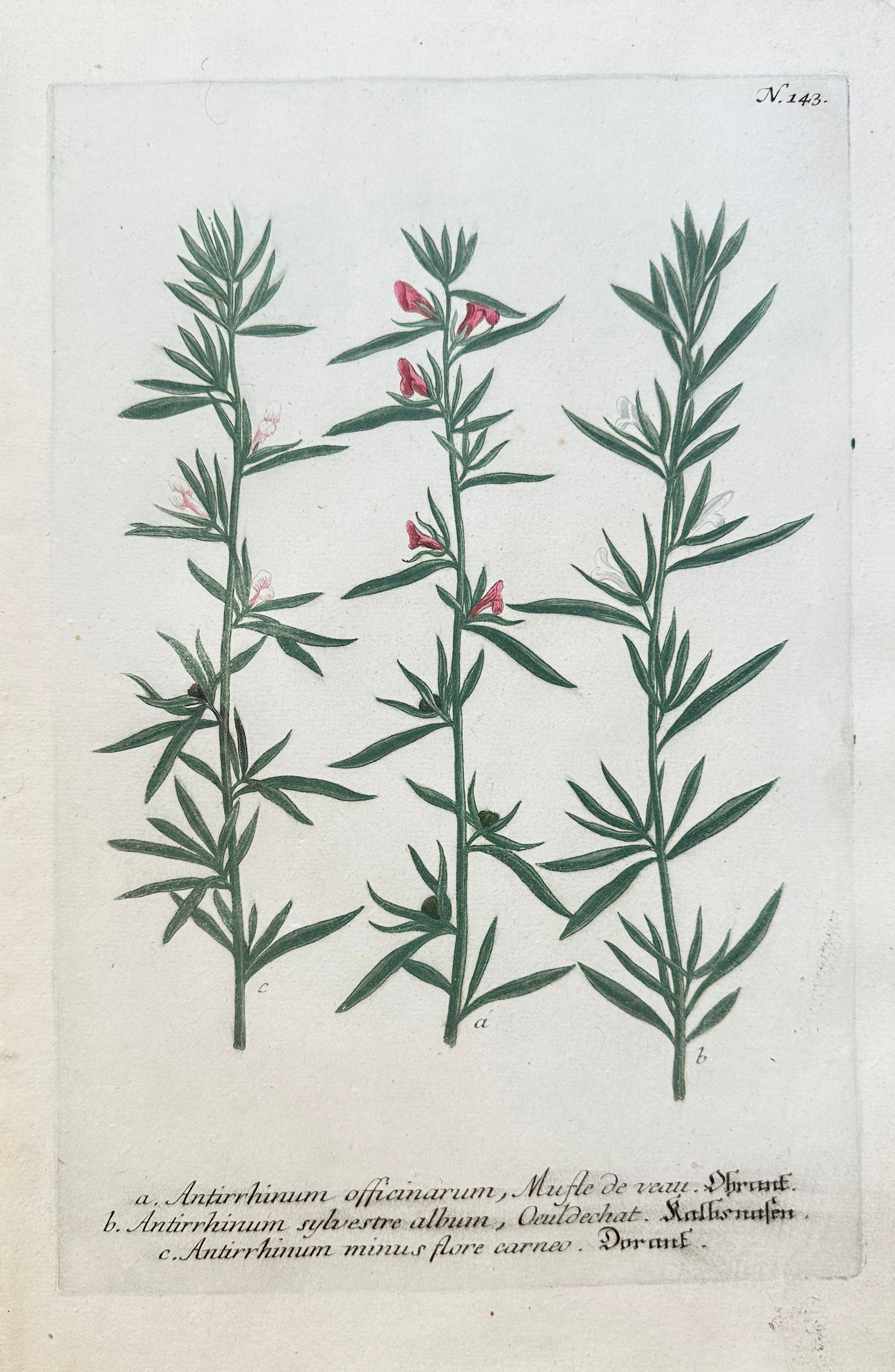 Johann Wilhelm Weinmann (1683–1741) – Various Species of Snapdragon (Antirrhinum): This hand-coloured engraving is a detailed botanical plate illustrating several varieties of the Snapdragon (Antirrhinum) genus. The print features three upright specimens with slender stems and narro