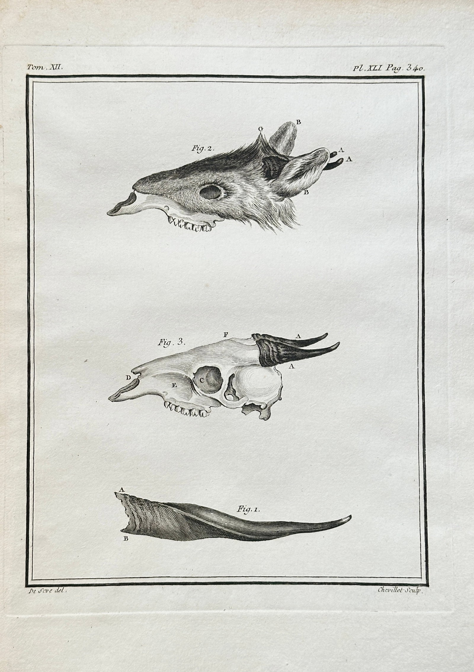 Georges-Louis Leclerc, Comte de Buffon (1707–1788) – Anatomical Studies of a Deer: This black and white engraving, published for Georges-Louis Leclerc, Comte de Buffon's monumental Histoire Naturelle, illustrates detailed anatomical studies of a deer or antelope species. The plate i