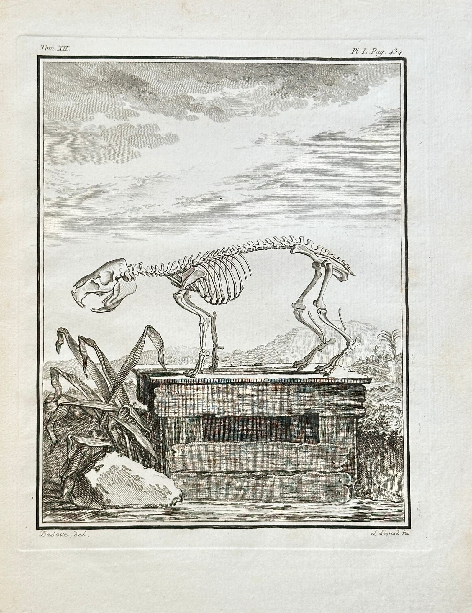 Georges-Louis Leclerc, Comte de Buffon (1707–1788) – Skeleton of an American Beaver: This black and white engraving, published for Georges-Louis Leclerc, Comte de Buffon's monumental Histoire Naturelle, depicts the skeletal structure of a large rodent, the American Beaver or a similar