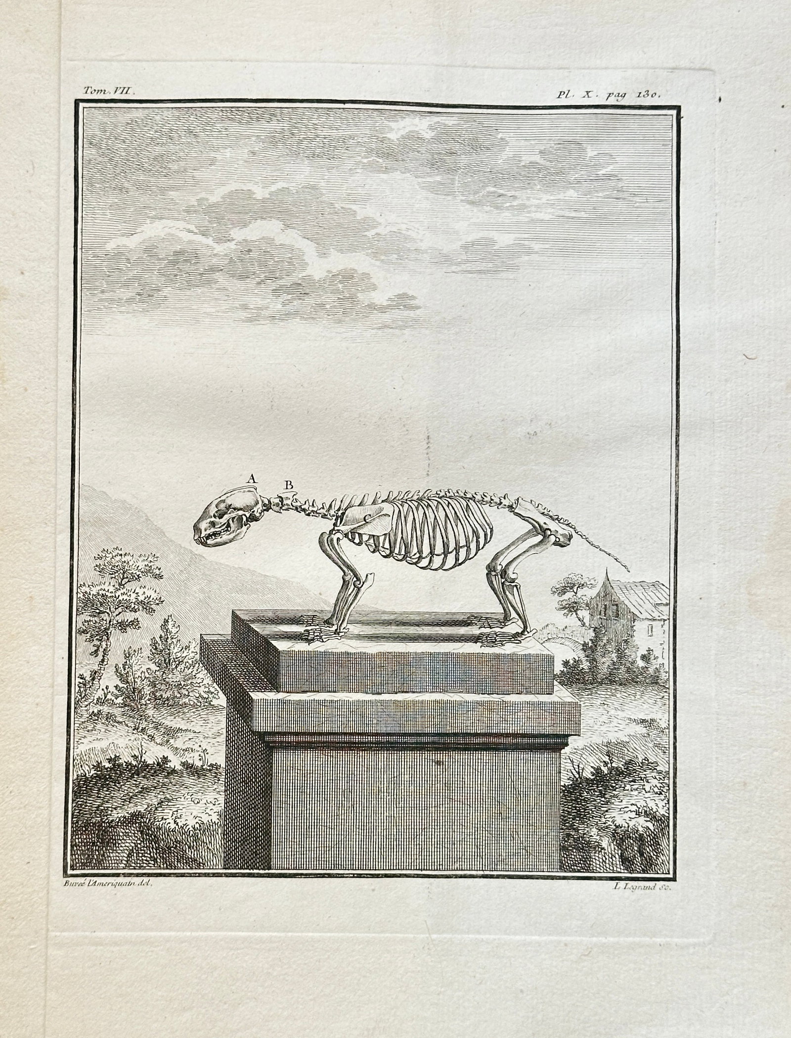 Georges-Louis Leclerc, Comte de Buffon (1707–1788) – Skeleton of an American Skunk: This black and white engraving, published for Georges-Louis Leclerc, Comte de Buffon's monumental Histoire Naturelle, depicts the full skeletal structure of a small North American mammal, a species of
