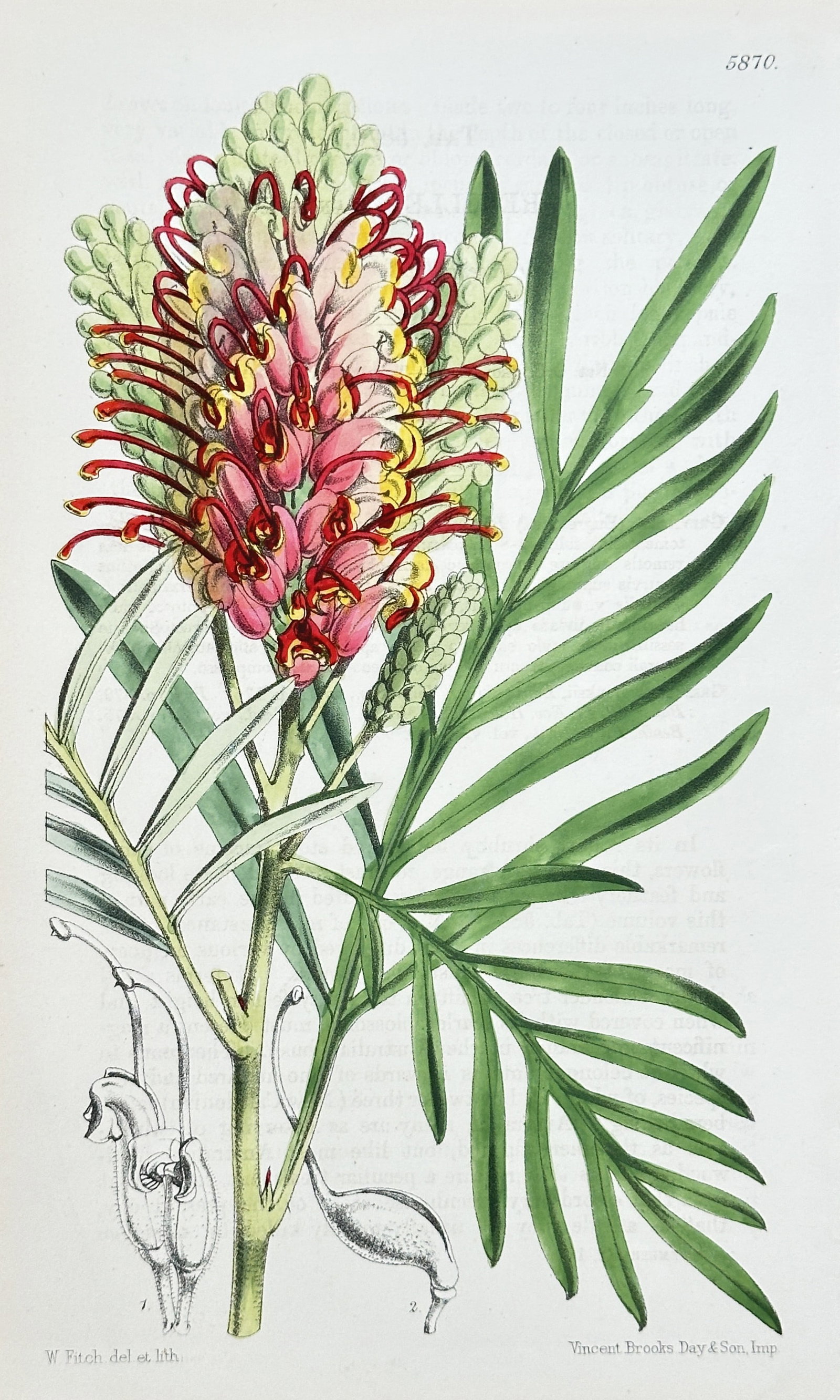 William Curtis (1746-1799) – Grevillea Robusta (Silky Oak) – Chromolithograph: This vividly colored botanical print illustrates a species of Grevillea, the Silky Oak (Grevillea robusta), known for its distinct flowering cone and fern-like foliage. The image centers on a dramatic