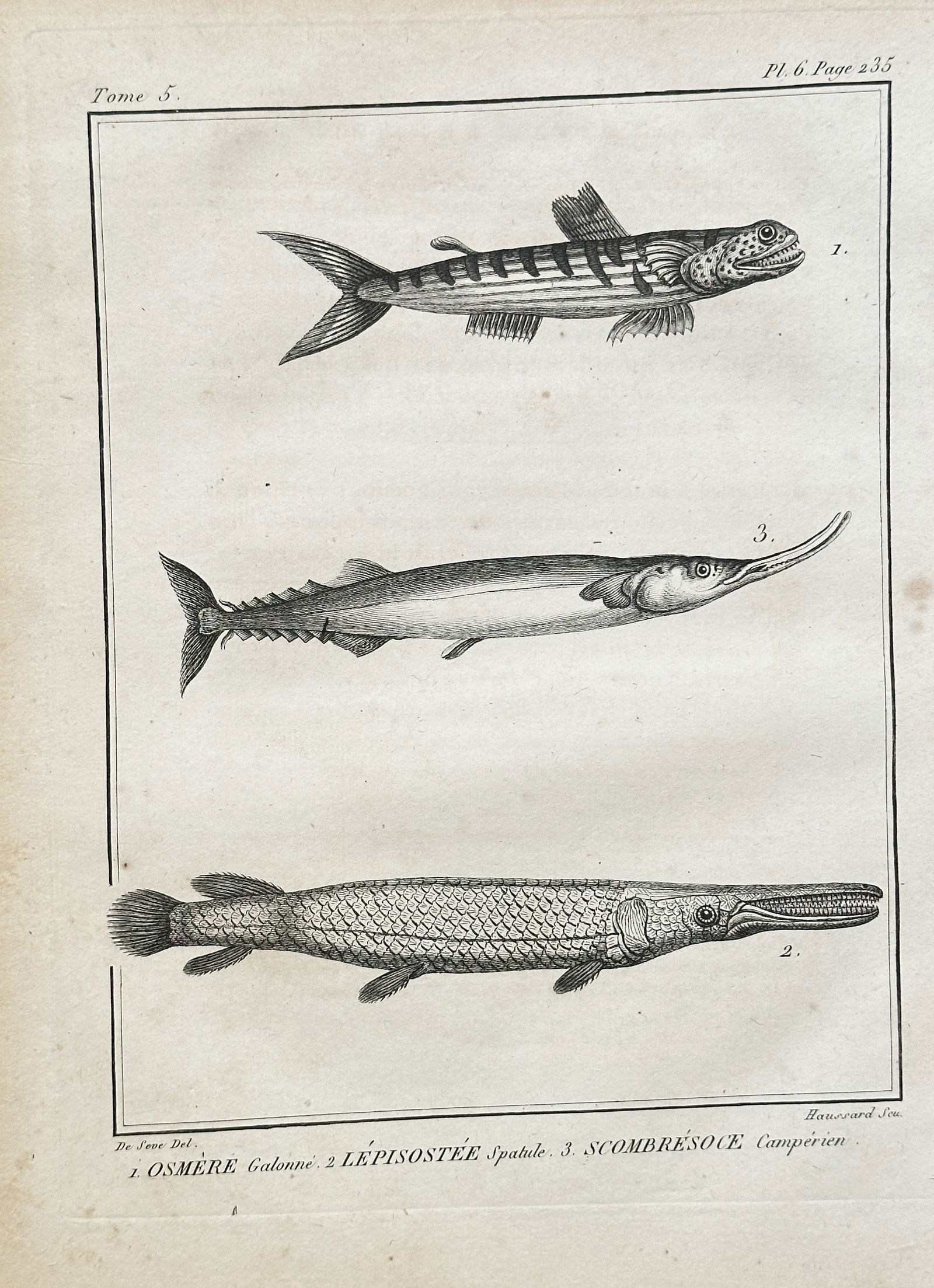 Georges-Louis Leclerc, Comte de Buffon (1707–1788) – Three Gar, Pike, and Needlefish (1 of 2)