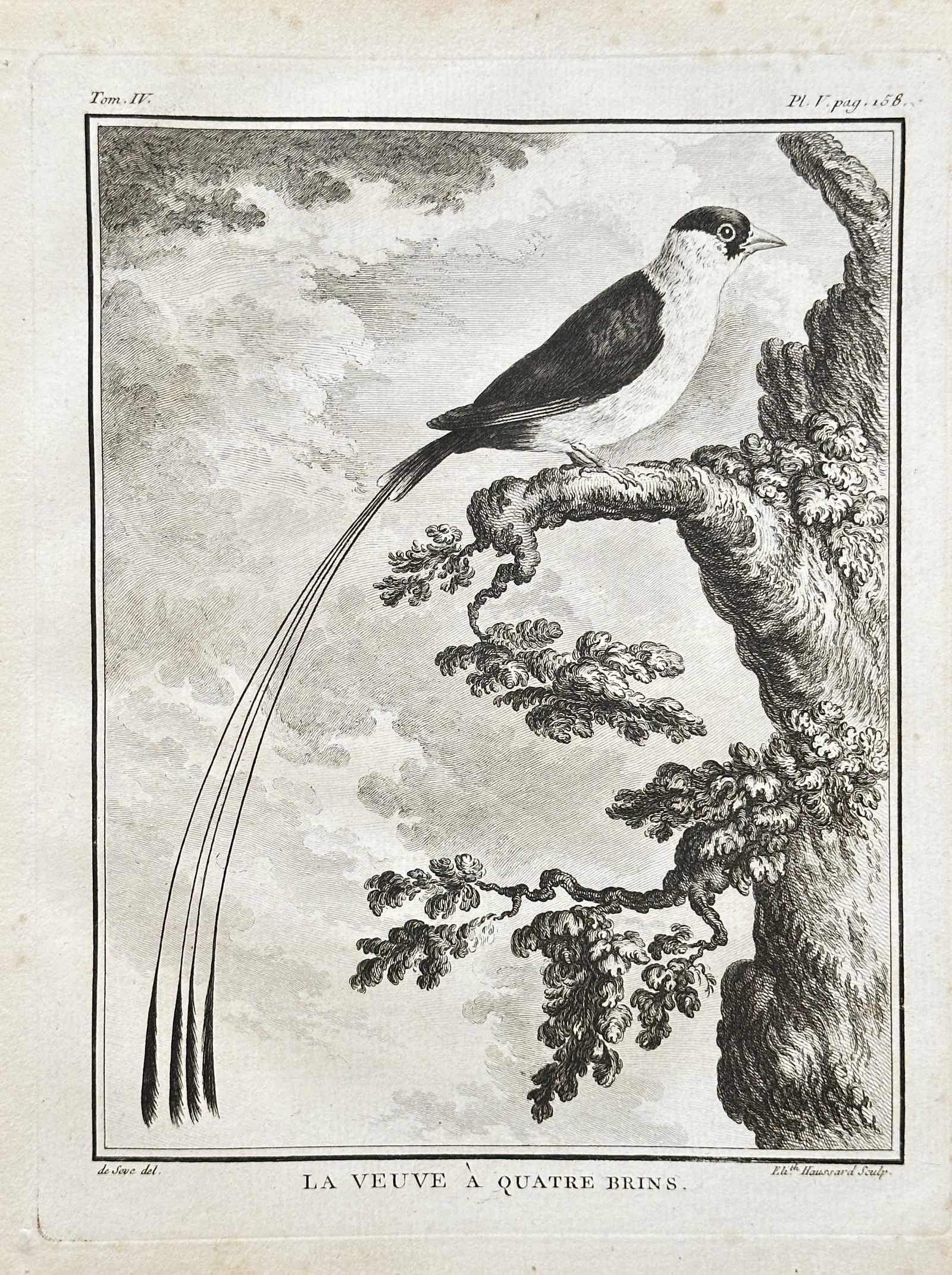Georges-Louis Leclerc, Comte de Buffon (1707–1788) – Two Exotic Birds – Engraving (1 of 2)