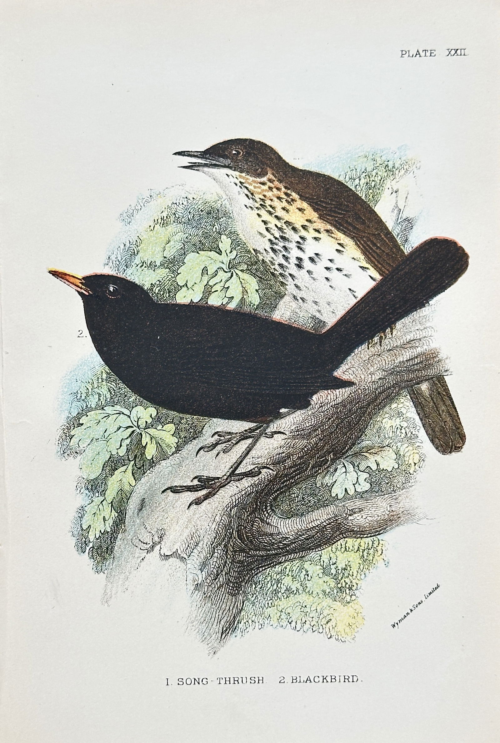 Richard Bowdler Sharpe (1847–1909) – Two Thrushes – Chromolithograph (Late 19th Century) (1 of 2)