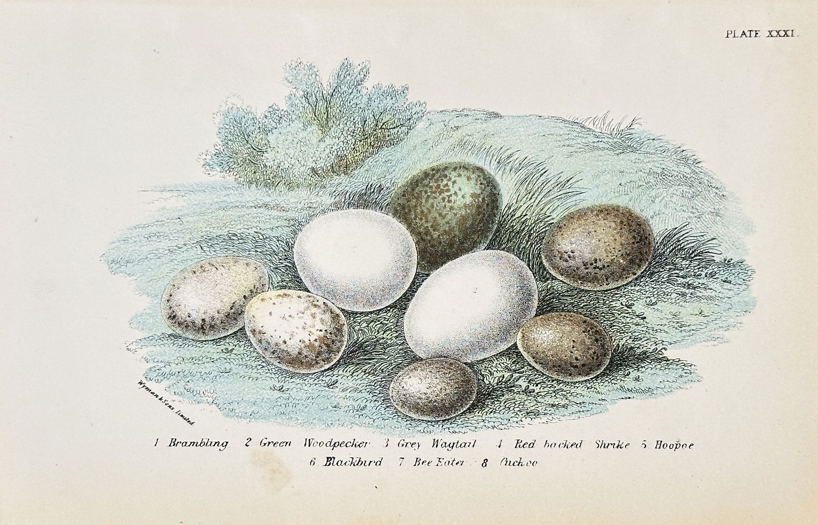 Richard Bowdler Sharpe (1847–1909) – Brambling, Woodpecker, Wagtail – Chromolithograph (1 of 2)