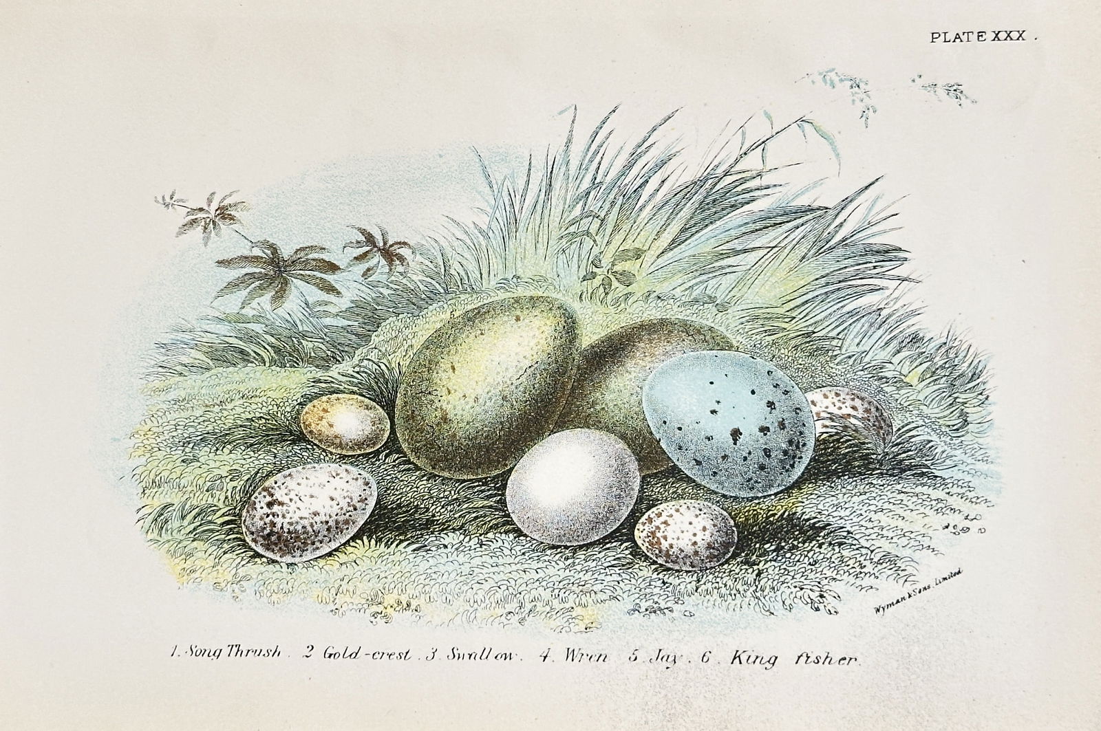 Richard Bowdler Sharpe (1847–1909) – Song Thrush, Kingfisher, Jay – Chromolithograph (1 of 2)