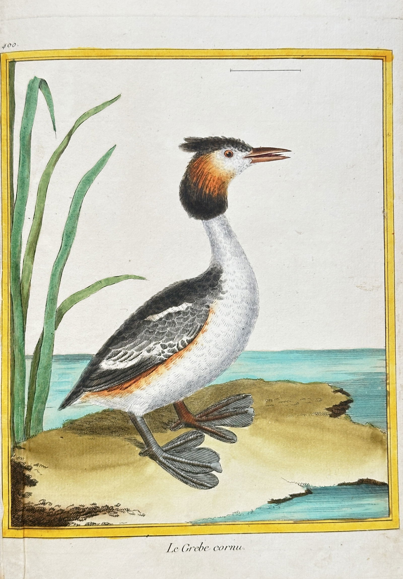 François-Nicolas Martinet (c. 1731–1800) – The Horned Grebe – Hand-coloured engraving (1 of 2)