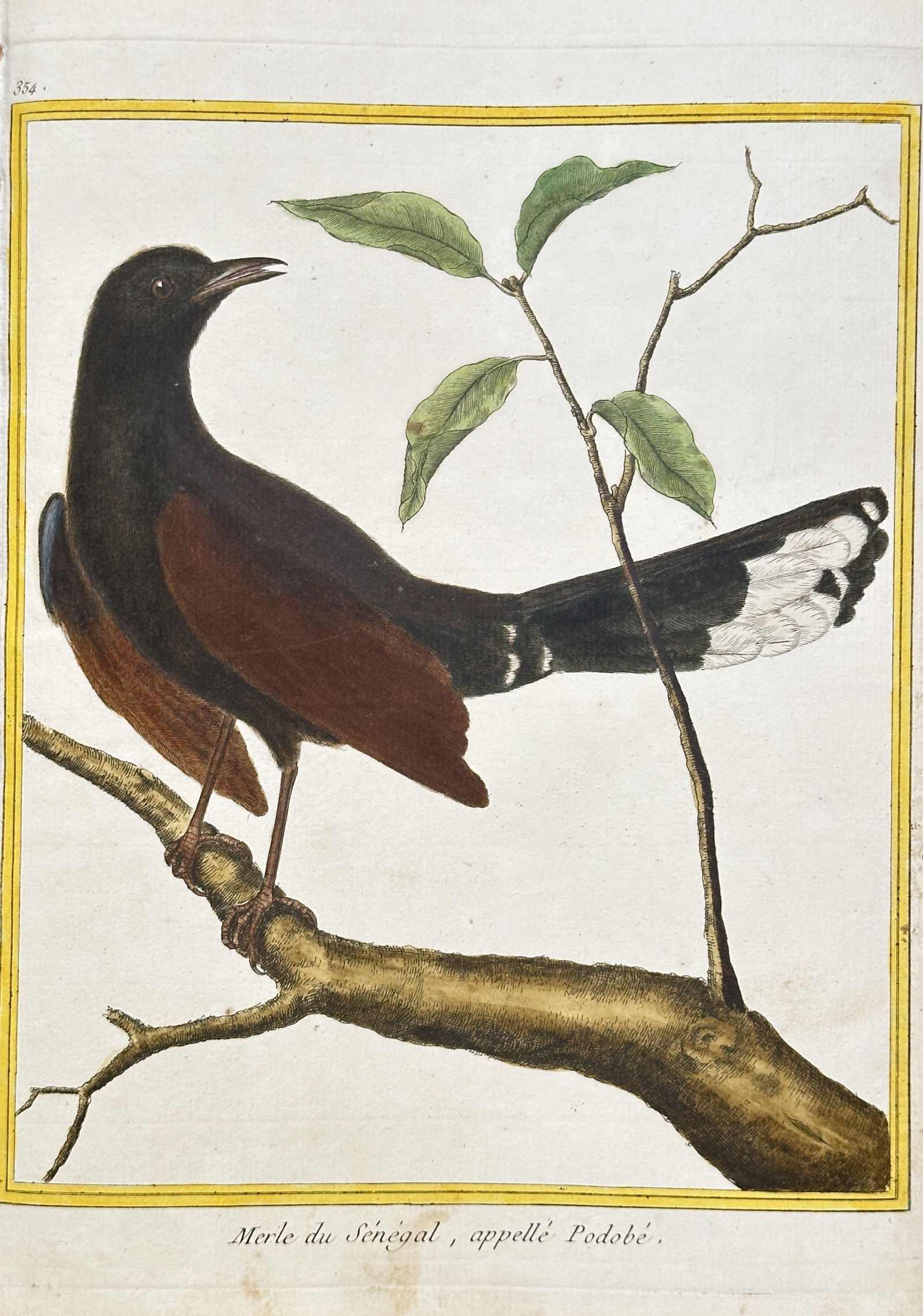 François-Nicolas Martinet (c. 1731–1800) – Senegal Thrush, called Podobé – Hand-coloured (1 of 2)