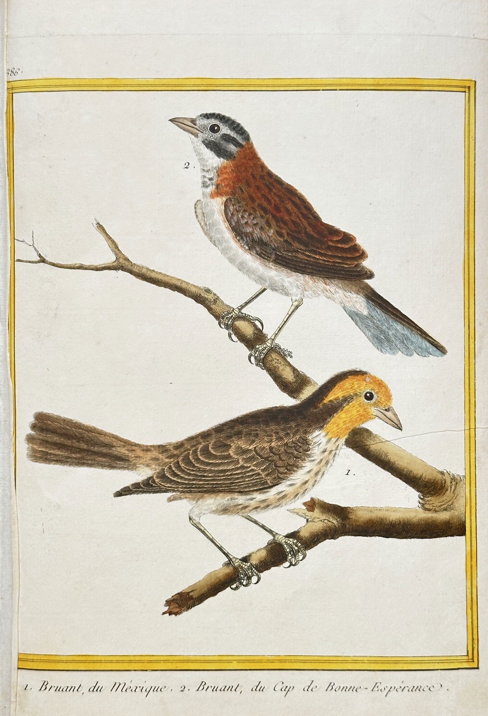 François-Nicolas Martinet (c. 1731–1800) – Two Bunting Species – Hand-coloured engraving (1 of 2)