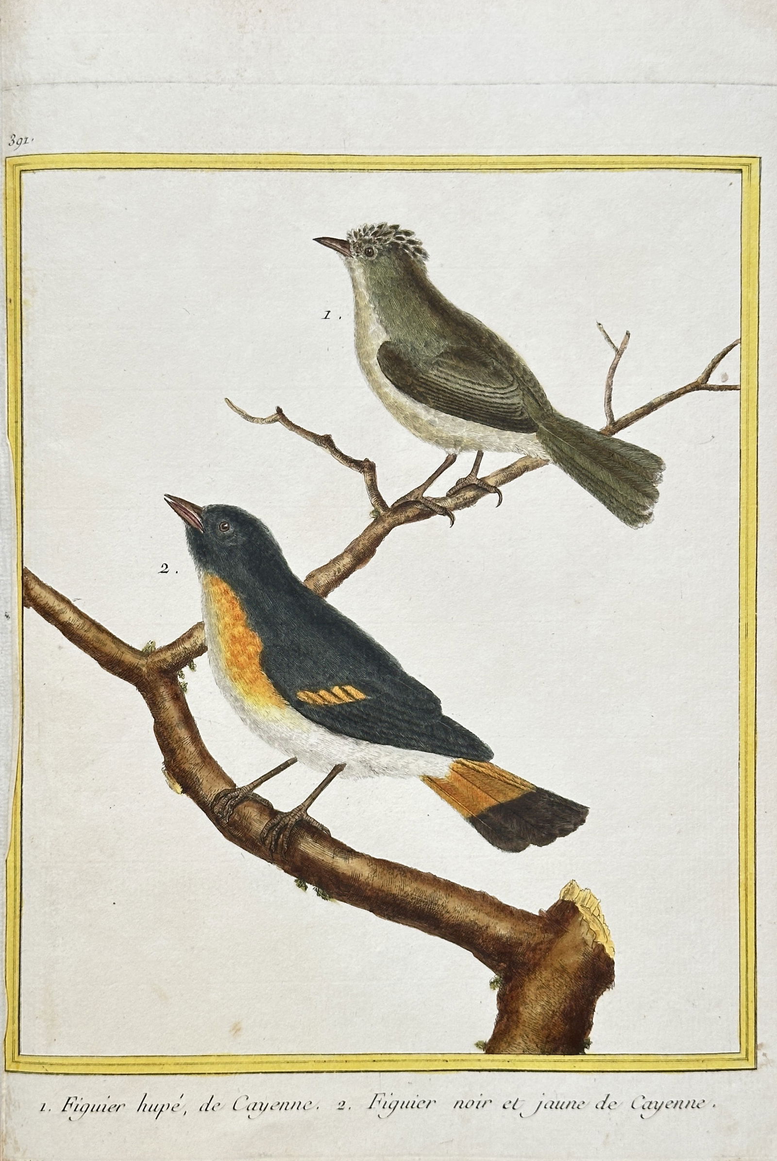 François-Nicolas Martinet (c. 1731–1800) – Two Fig-eater Species – Hand-coloured engraving (1 of 2)