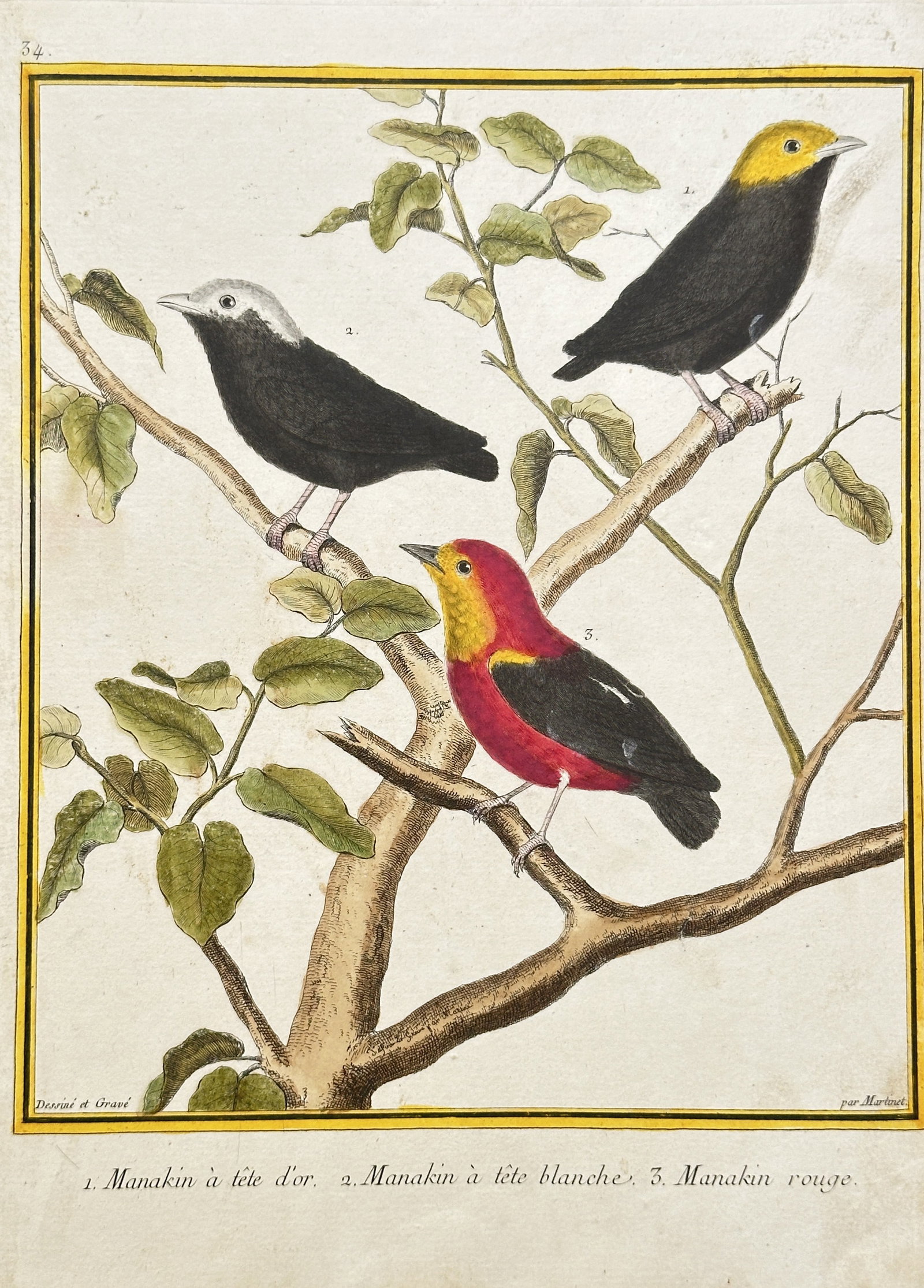 François-Nicolas Martinet (c. 1731–1800) – Three Manakin Species – Hand-coloured engraving: This detailed, hand-coloured engraving illustrates three small, brightly colored tropical birds of the Manakin genus (Manakin). All three birds are perched on the branches of a leafy tree. The print o