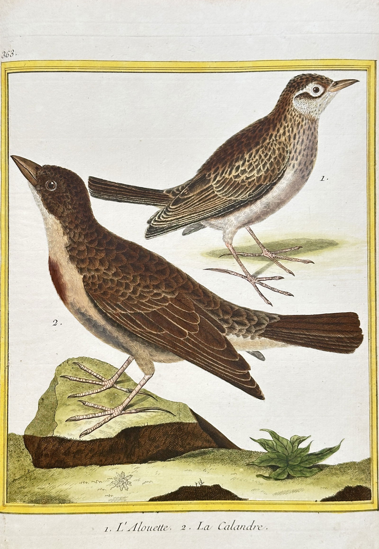 François-Nicolas Martinet (c. 1731–1800) – Two Lark Species (Skylark and Calandra Lark) (1 of 2)
