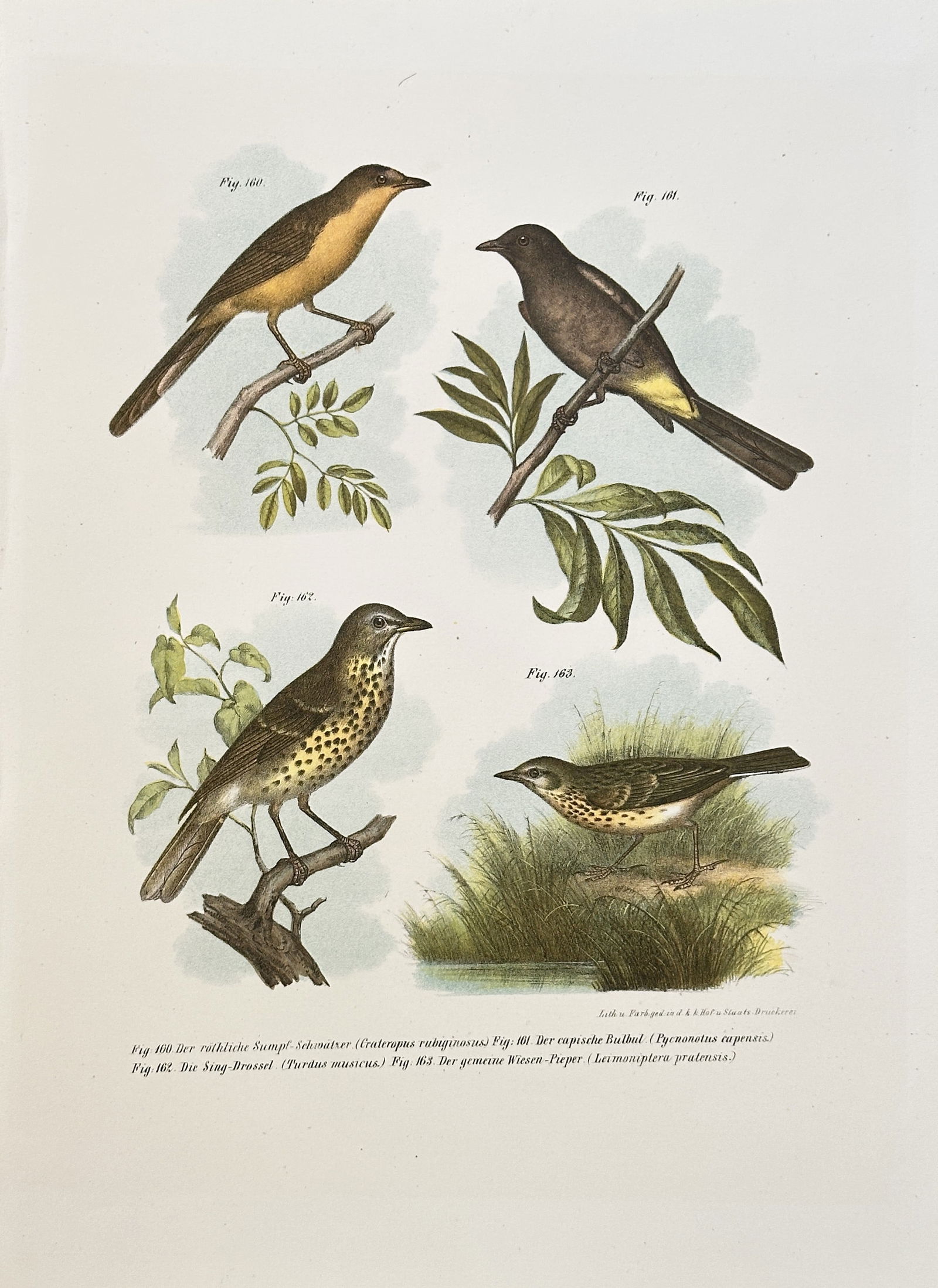 Karl Russ (1833–1899), after – Four Thrushes, Bulbuls, and Pipits – Chromolithograph (1864) (1 of 2)