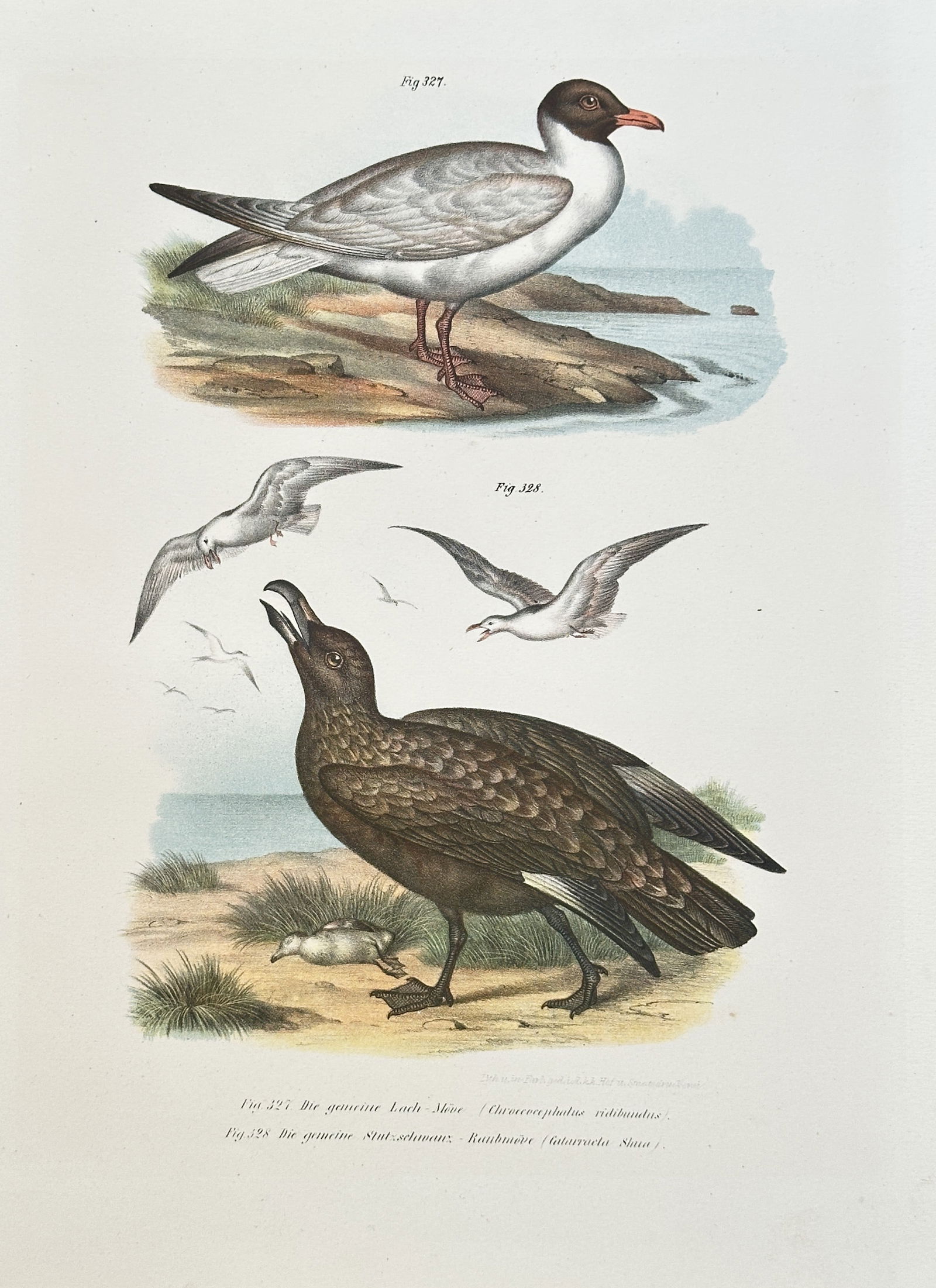 Karl Russ (1833–1899), after – Two Seabirds (Skua and Plover) – Chromolithograph (1864) (1 of 2)
