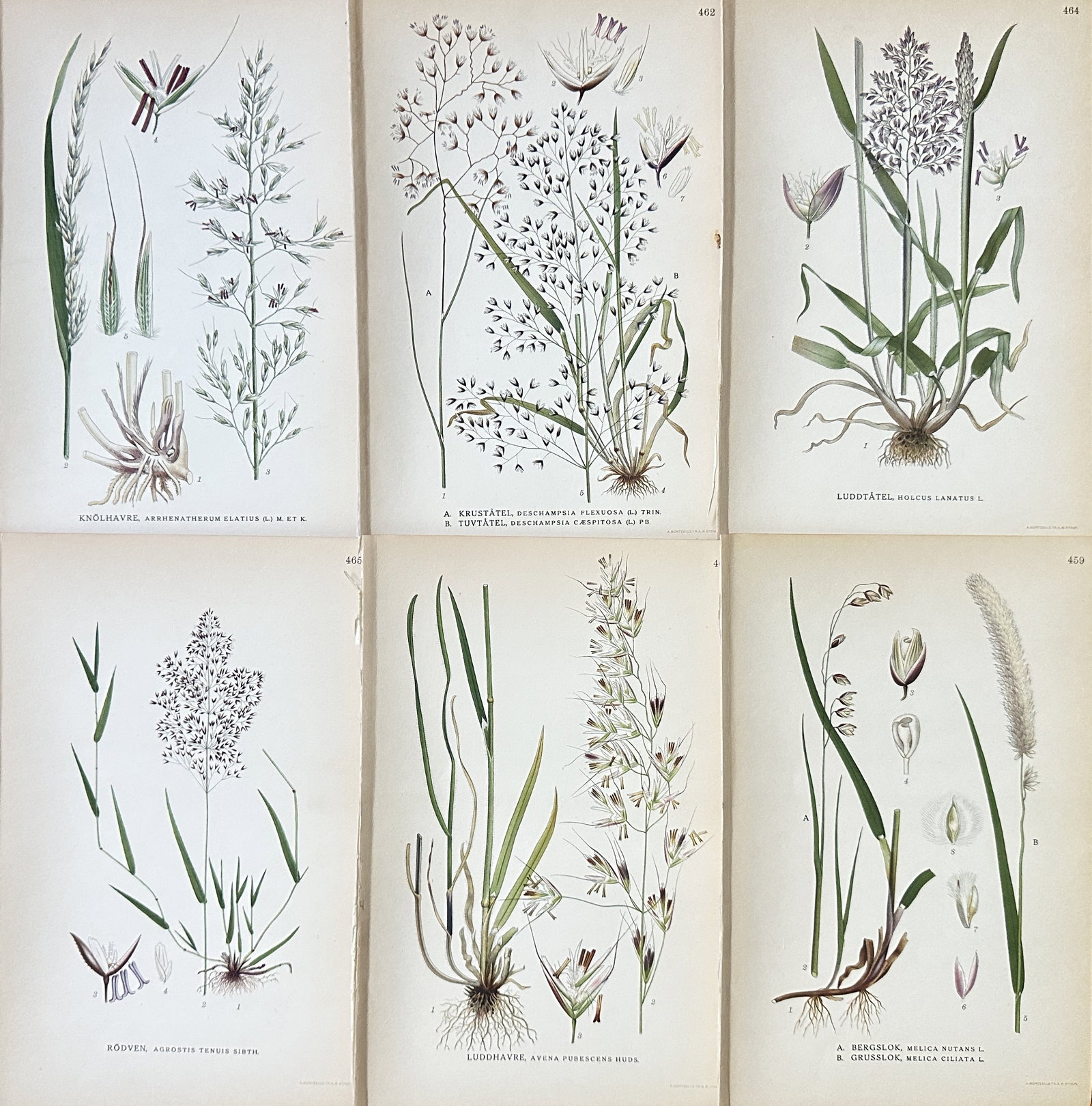 Carl Lindman – Set of 6: Swedish and Nordic Meadow Grasses – Chromolithograph (1917–1926): This is a matched set of six chromolithographs illustrating various species of Swedish and Nordic meadow and pasture grasses. The prints originate from Carl Lindman's major botanical work, Bilder ur N